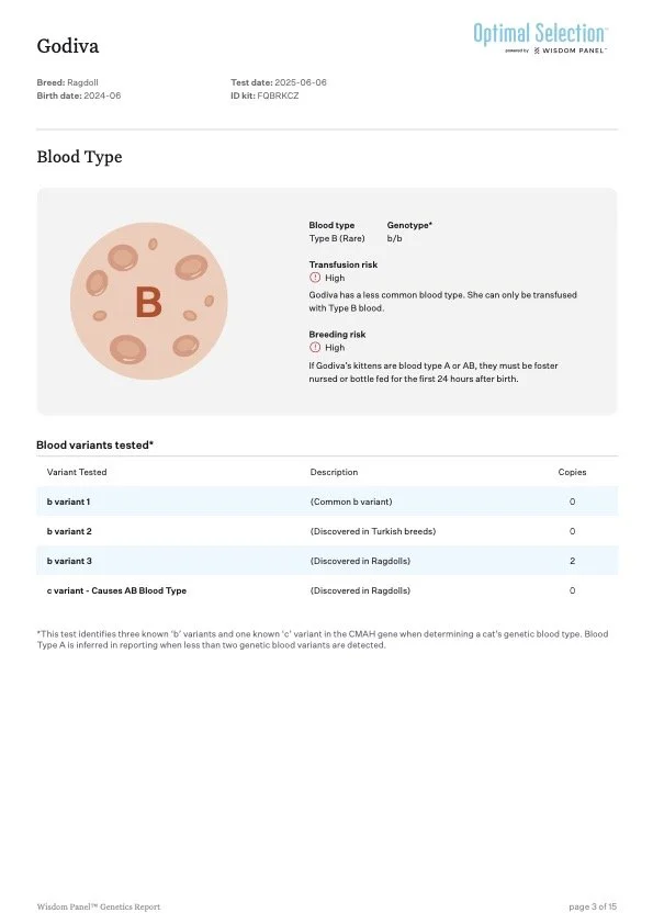 Genetic report for a Ragdoll cat named Godiva, born in June 2024, showing blood type B and genotype b/b. The report details blood type, breed-specific transfusion and breeding risks, and tested blood variants with their counts.