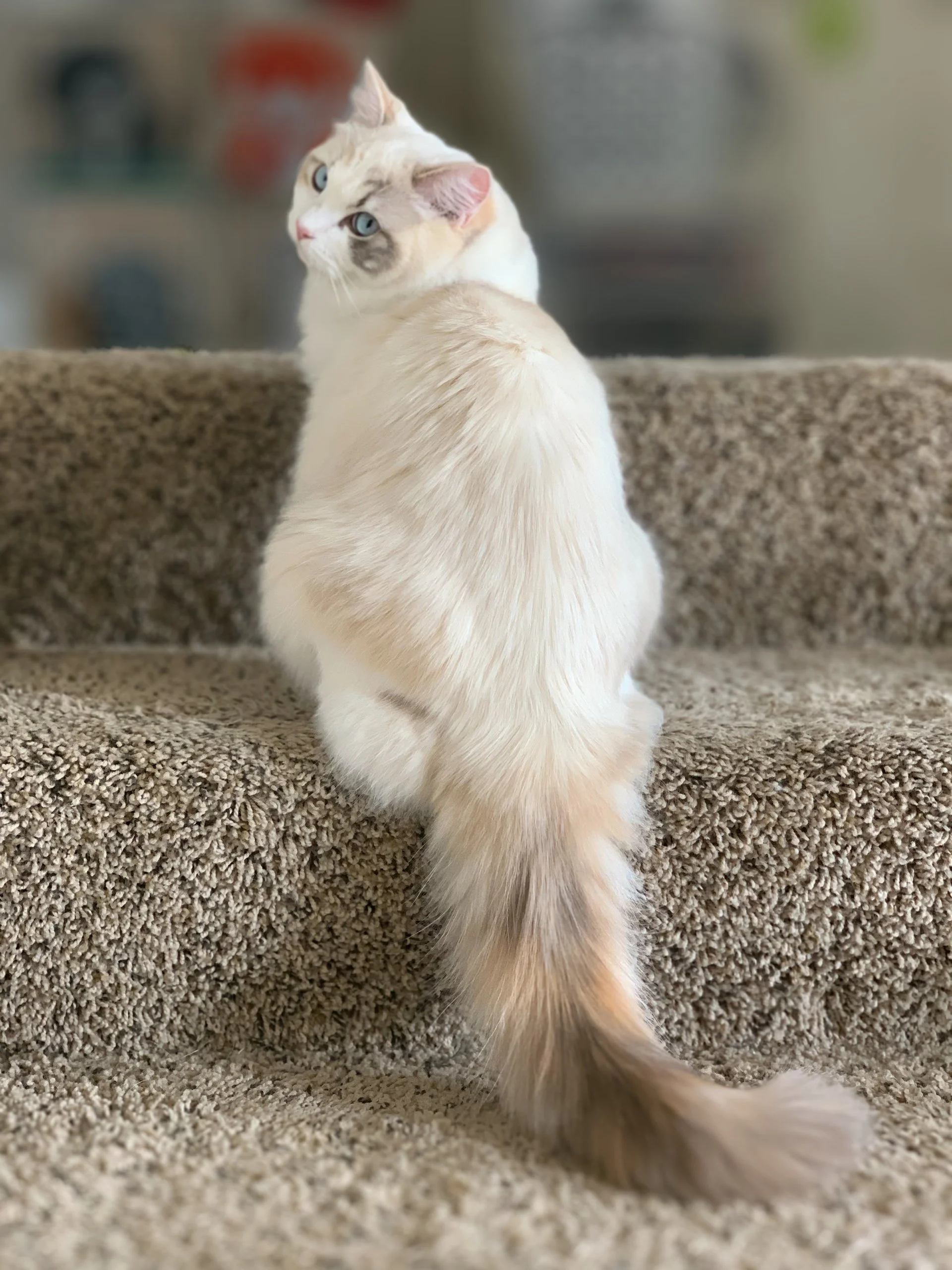 A cream-colored cat with blue eyes sitting on carpeted stairs, looking over its shoulder.
