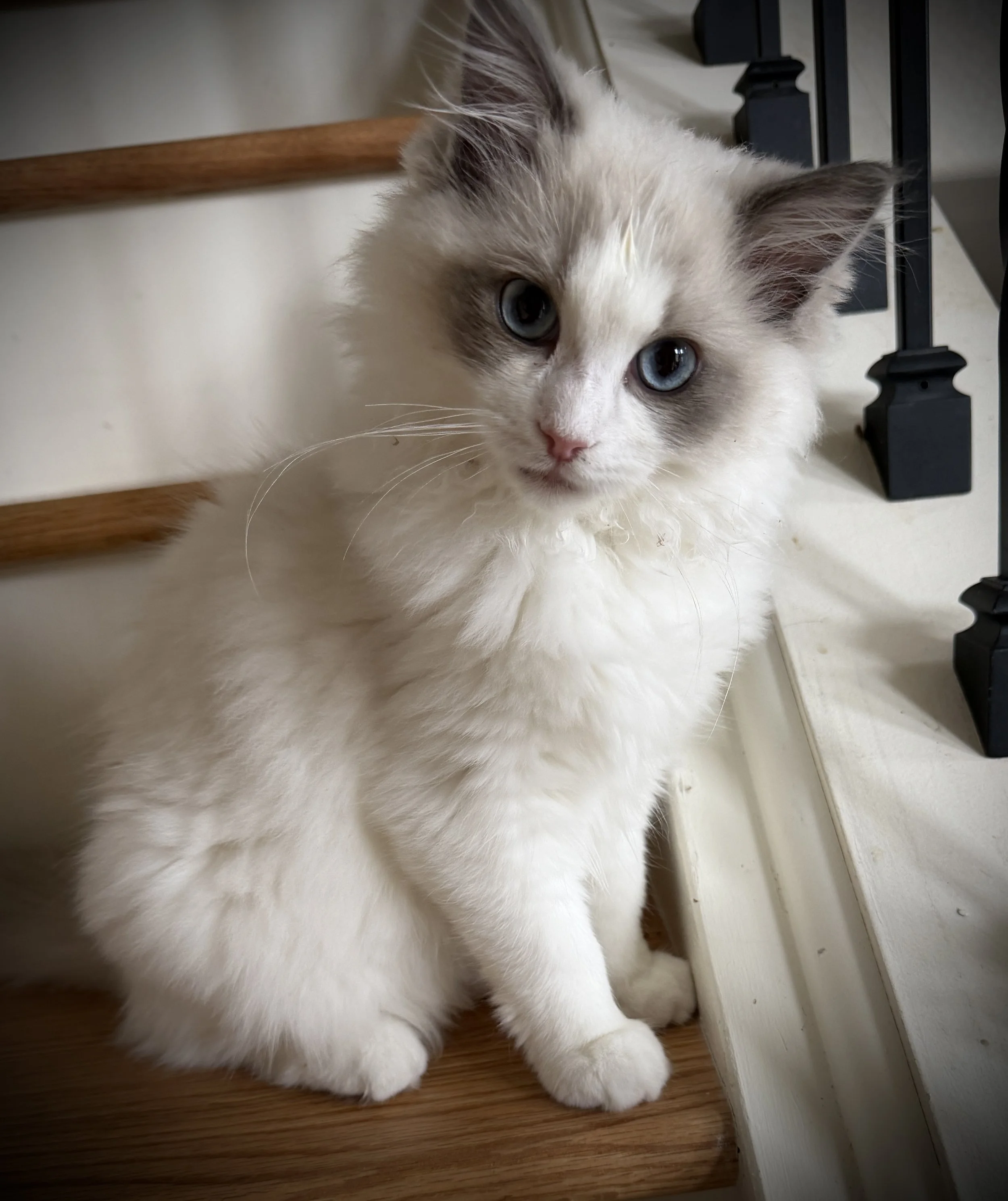 A fluffy white kitten with blue eyes sitting on a wooden staircase next to a white wall and black metal railing.