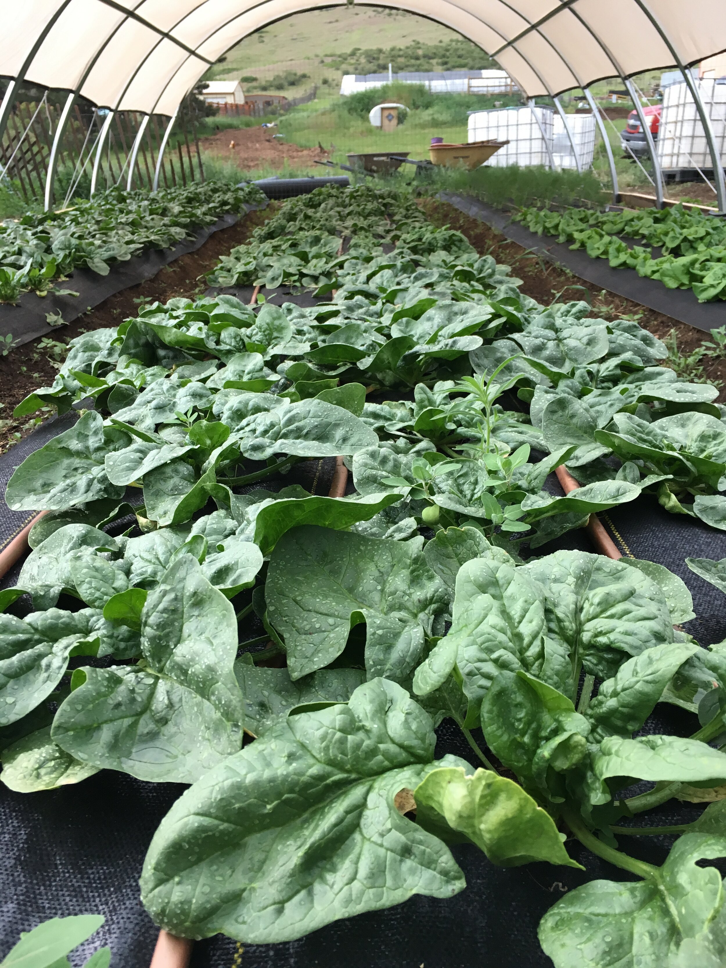 Pondy Mountain Produce Colorado - spinach in low house.JPG