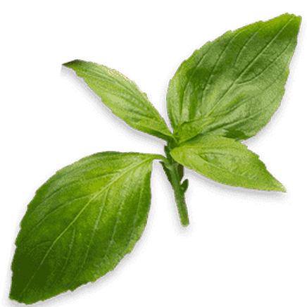 Capital Tea