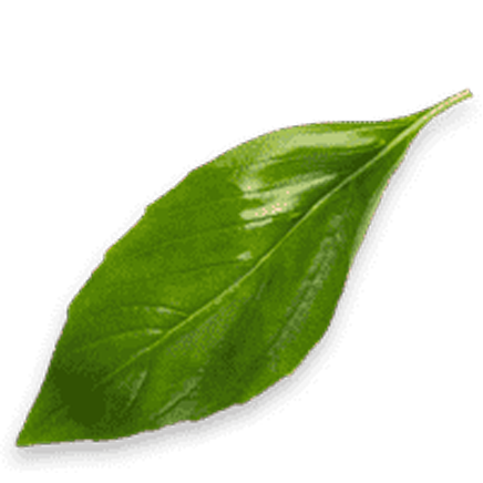Capital Tea