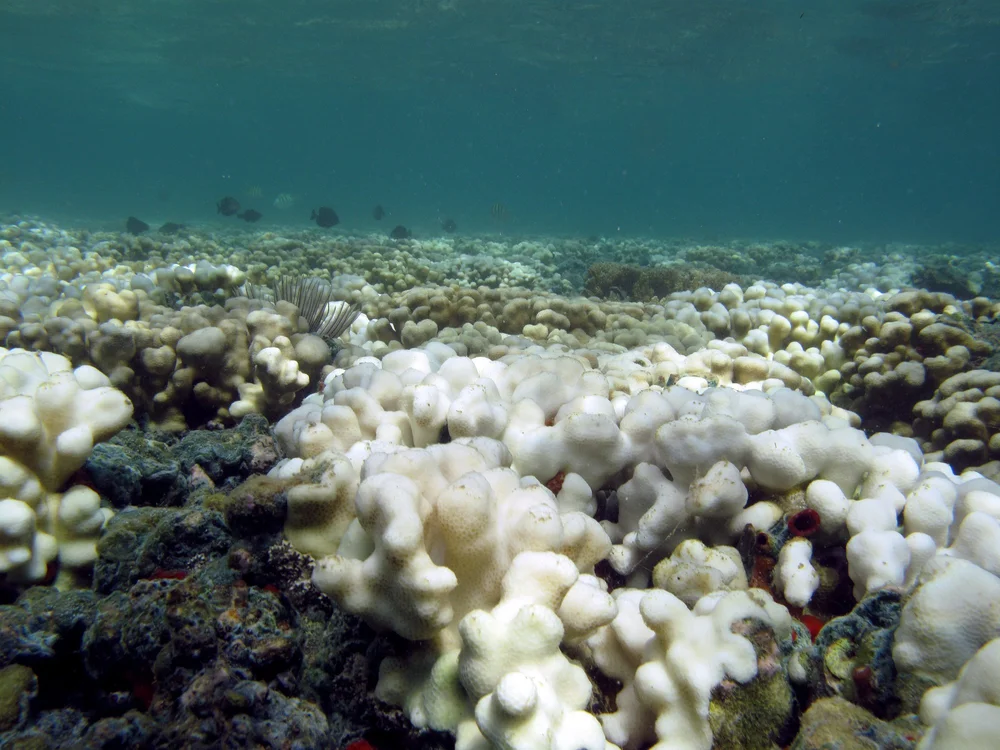 bleached coral 11s grade school