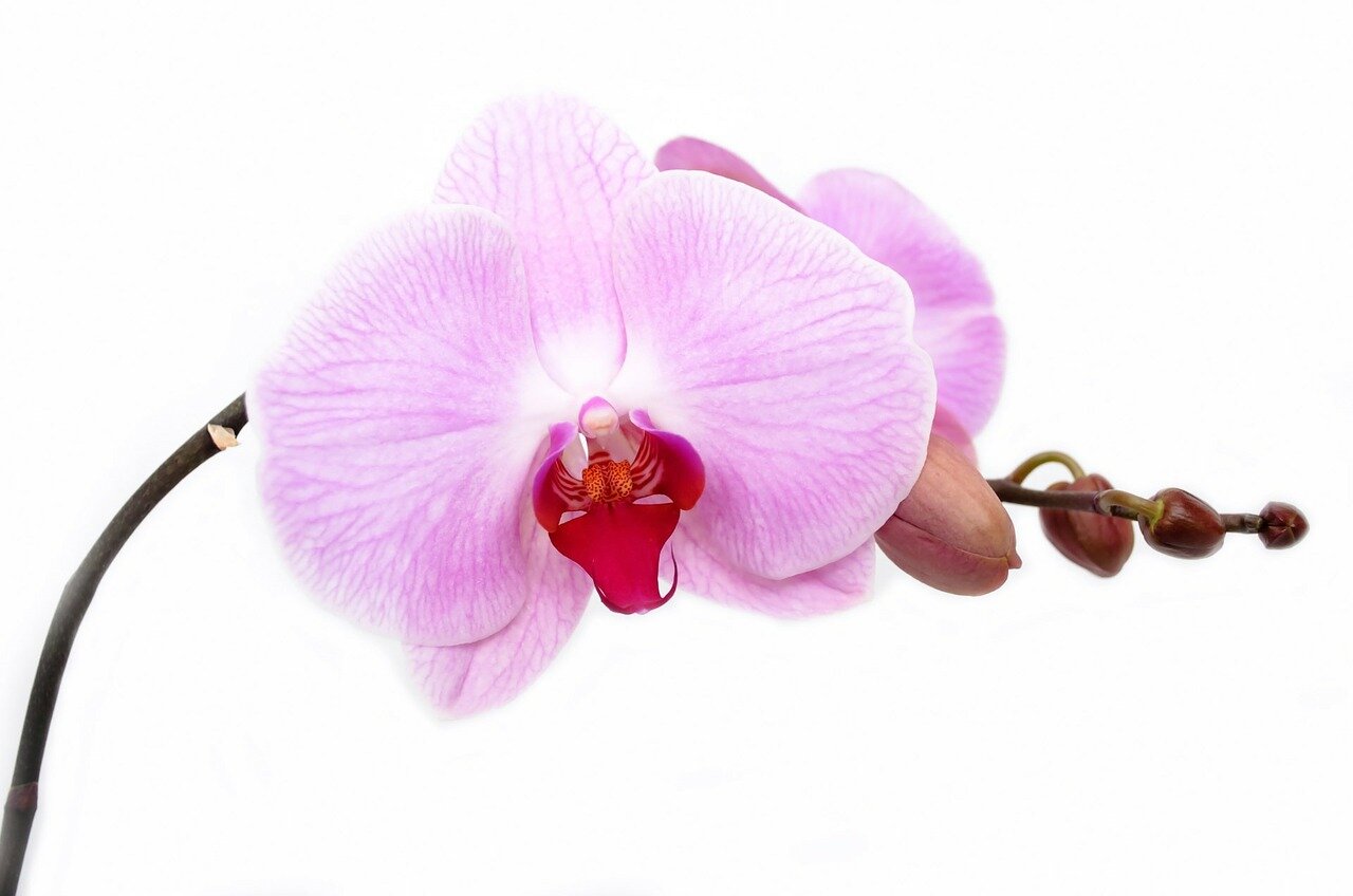 orchid-165218_1280.jpg