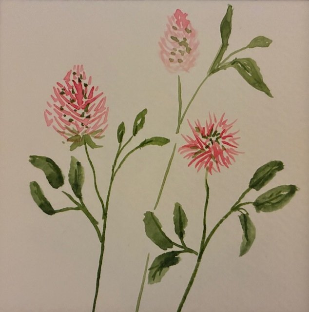 clover.jpg