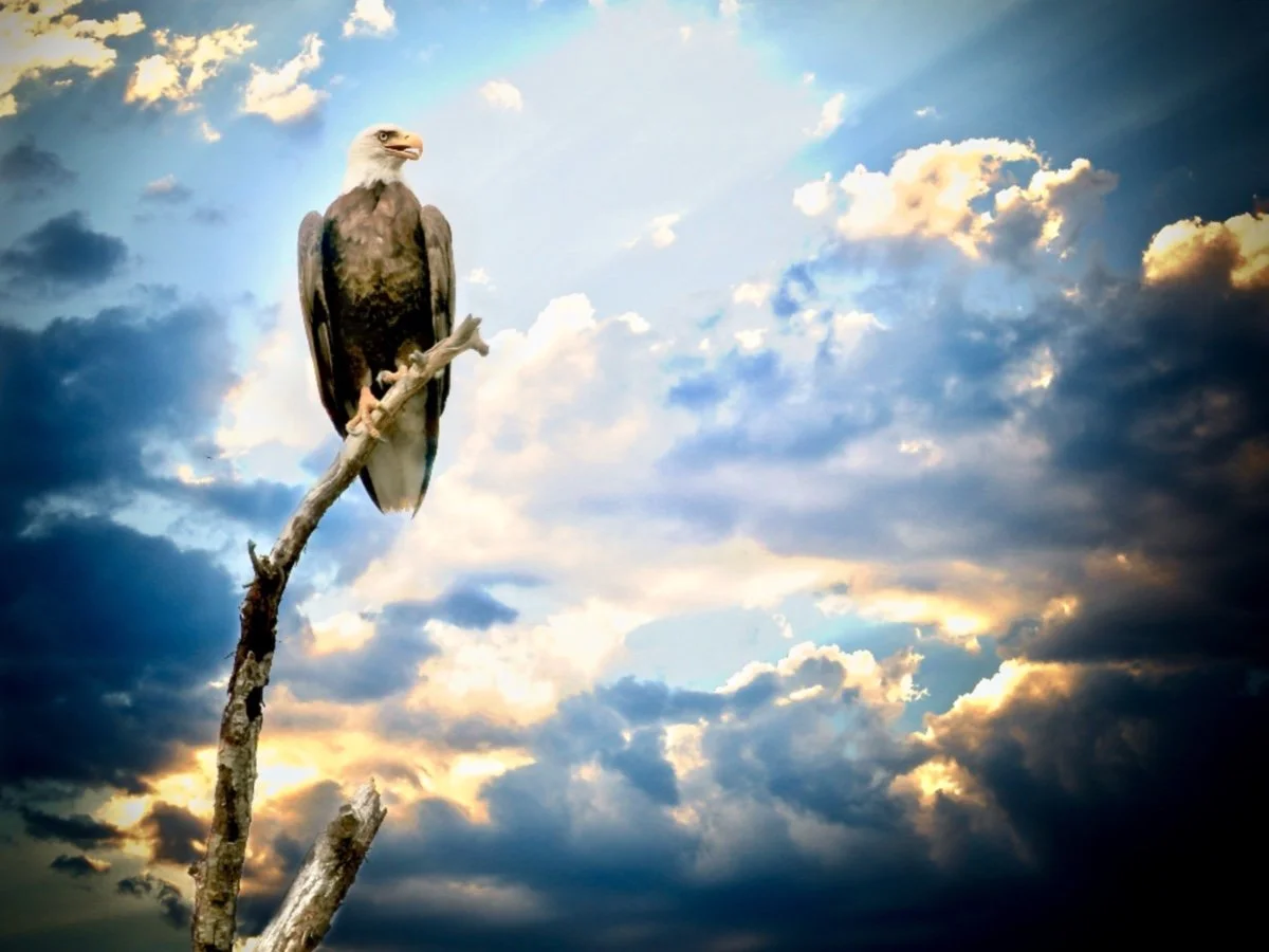 Eagle Sunset - CJ Harding