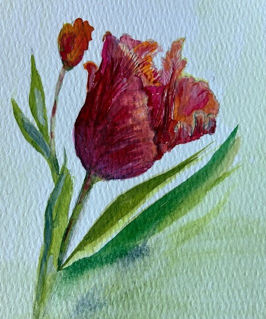 tulip.jpg