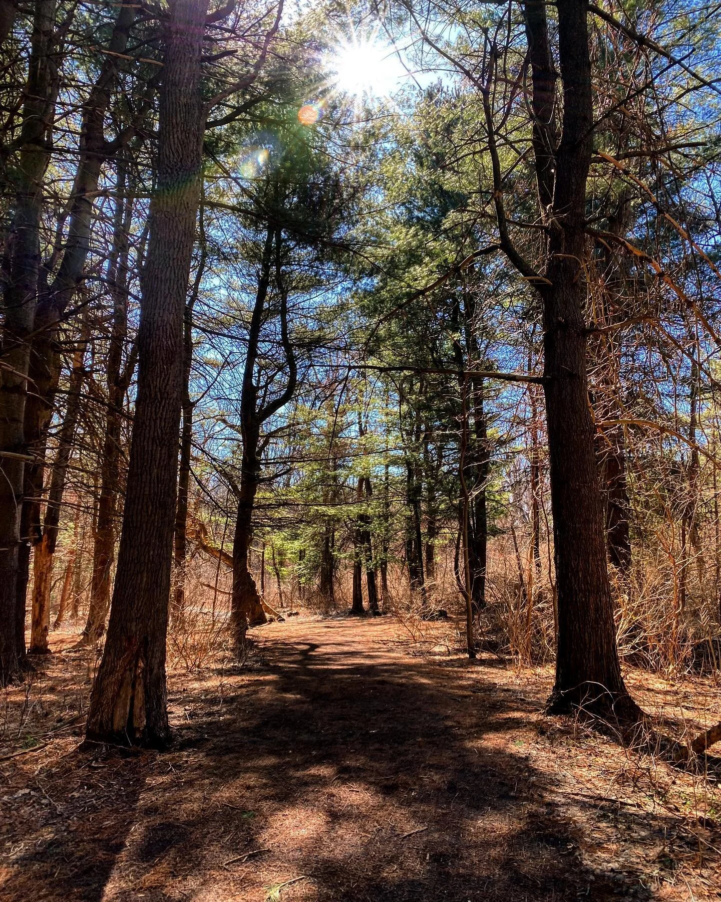 In my experience, actions 1000% speak louder and are more honest than words. 

#roc #rochesterny #thisisroc #explorerochester #woods #hiking #naturephotography #winter #rochesterphotography #corbettsglen