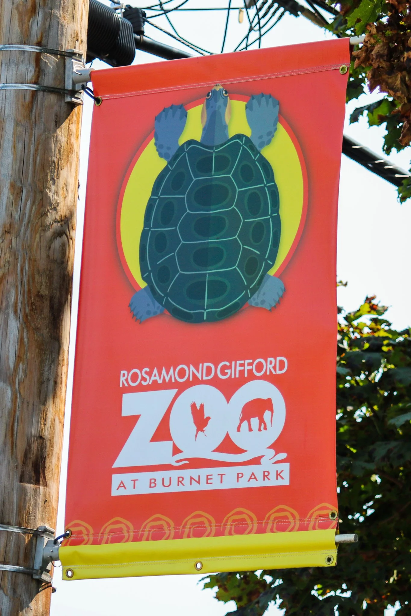 Alissa Animal Banner 5-2 (1).jpg