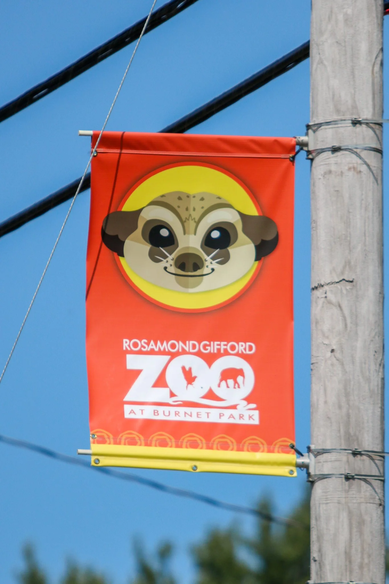 Alissa Animal Banner 4-2 (1).jpg