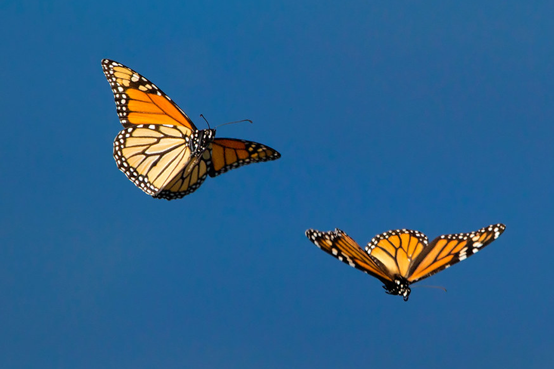 About Us — Monarch Waste Co.