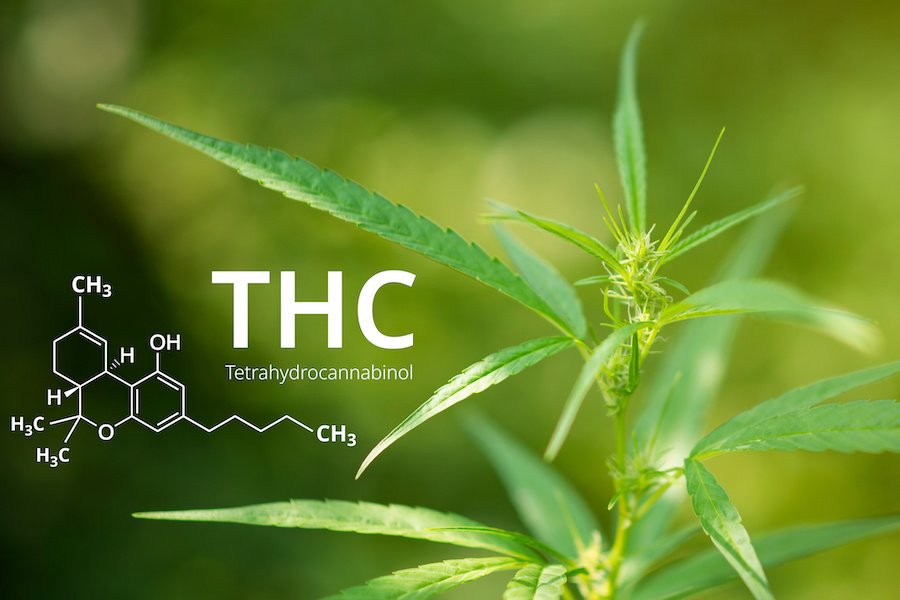How Composting Breaks Down THC in Cannabis