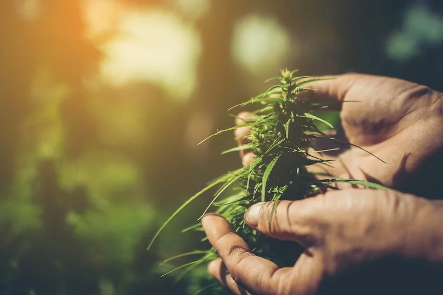 Cannabis Waste Management: Common Questions Answered
