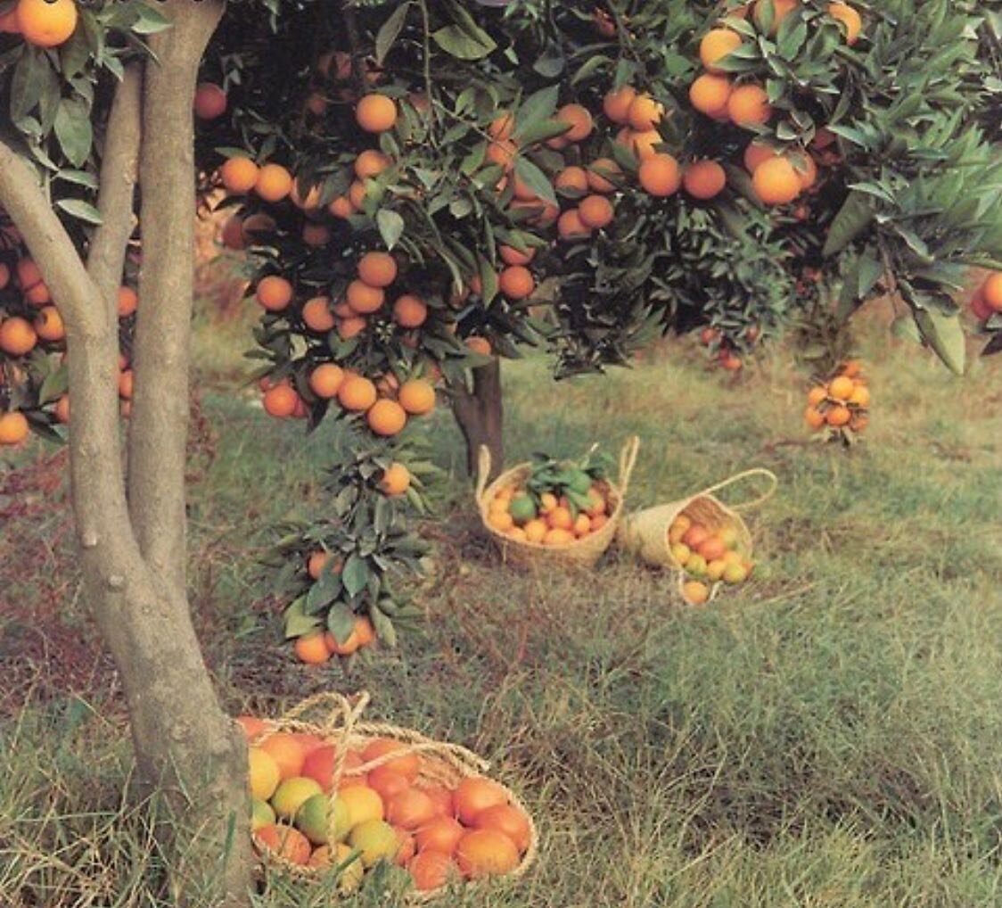 Got something extra juicy and exciting for you this week!!! Stay tuned for a clue tomorrow, and the drop on Wednesday 🍊✨