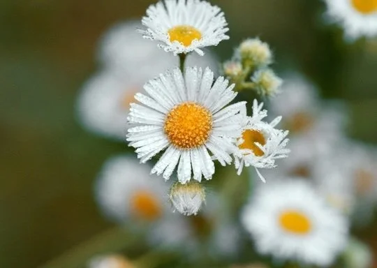 Herbal Potions Camp (Martin Luther King day)