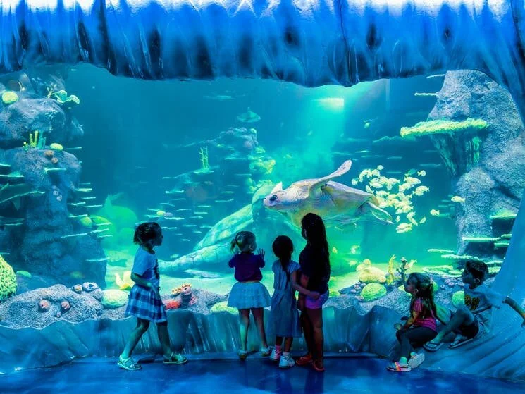 Top 3 Attractions to Visit in Sydney with the Family