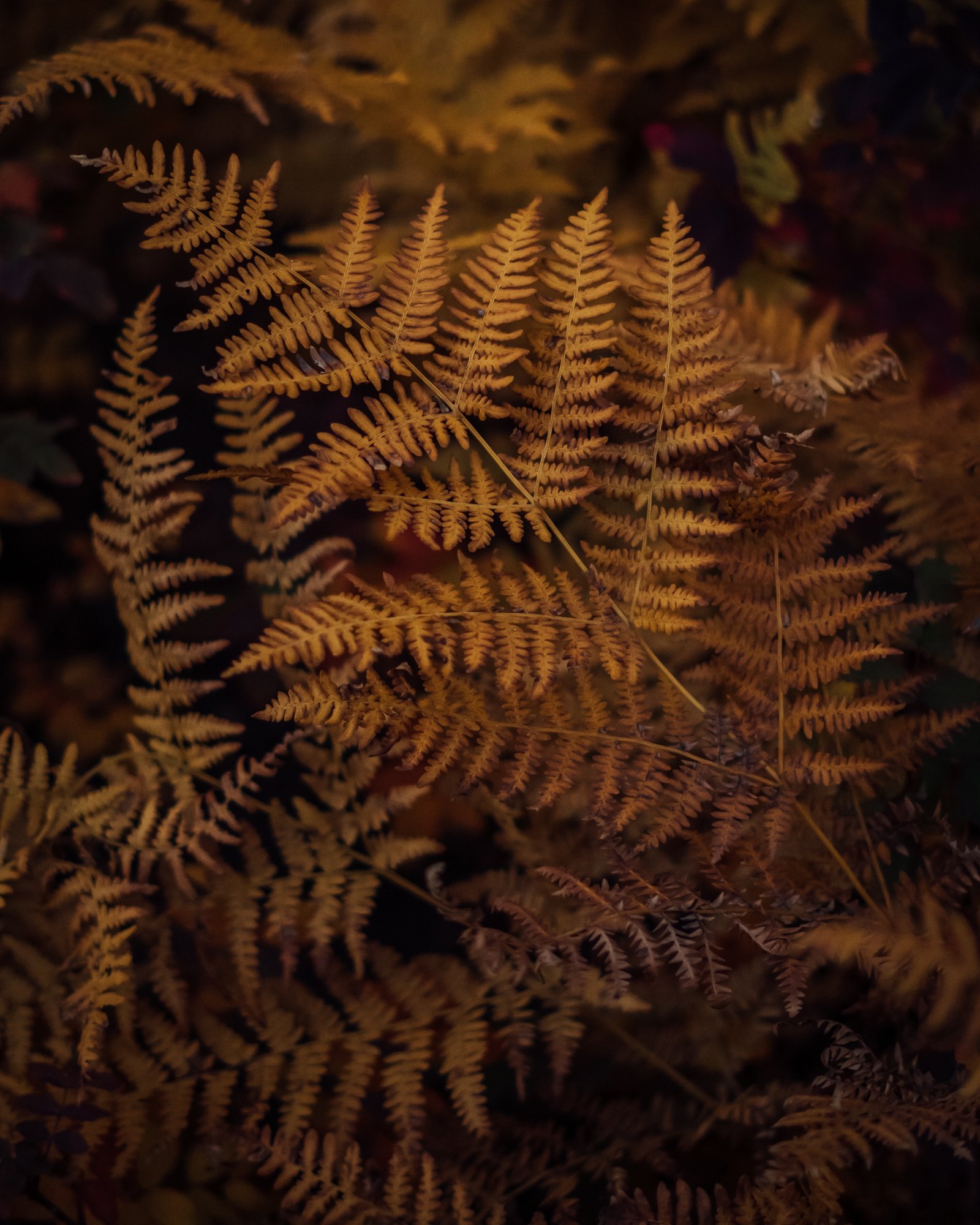 Photo by Patrick Bodnar-05.jpg