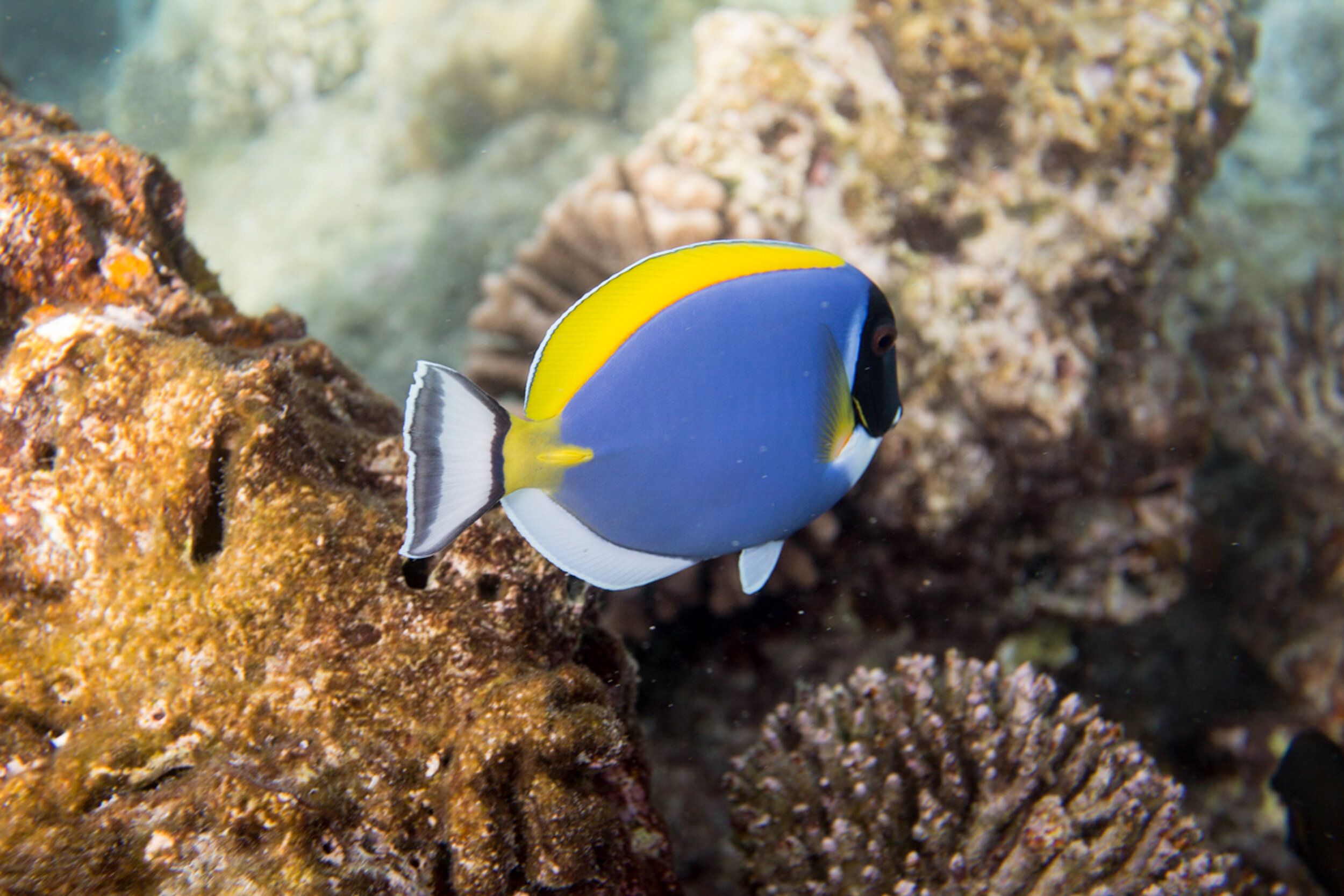 Snorklling at banana reef.JPG