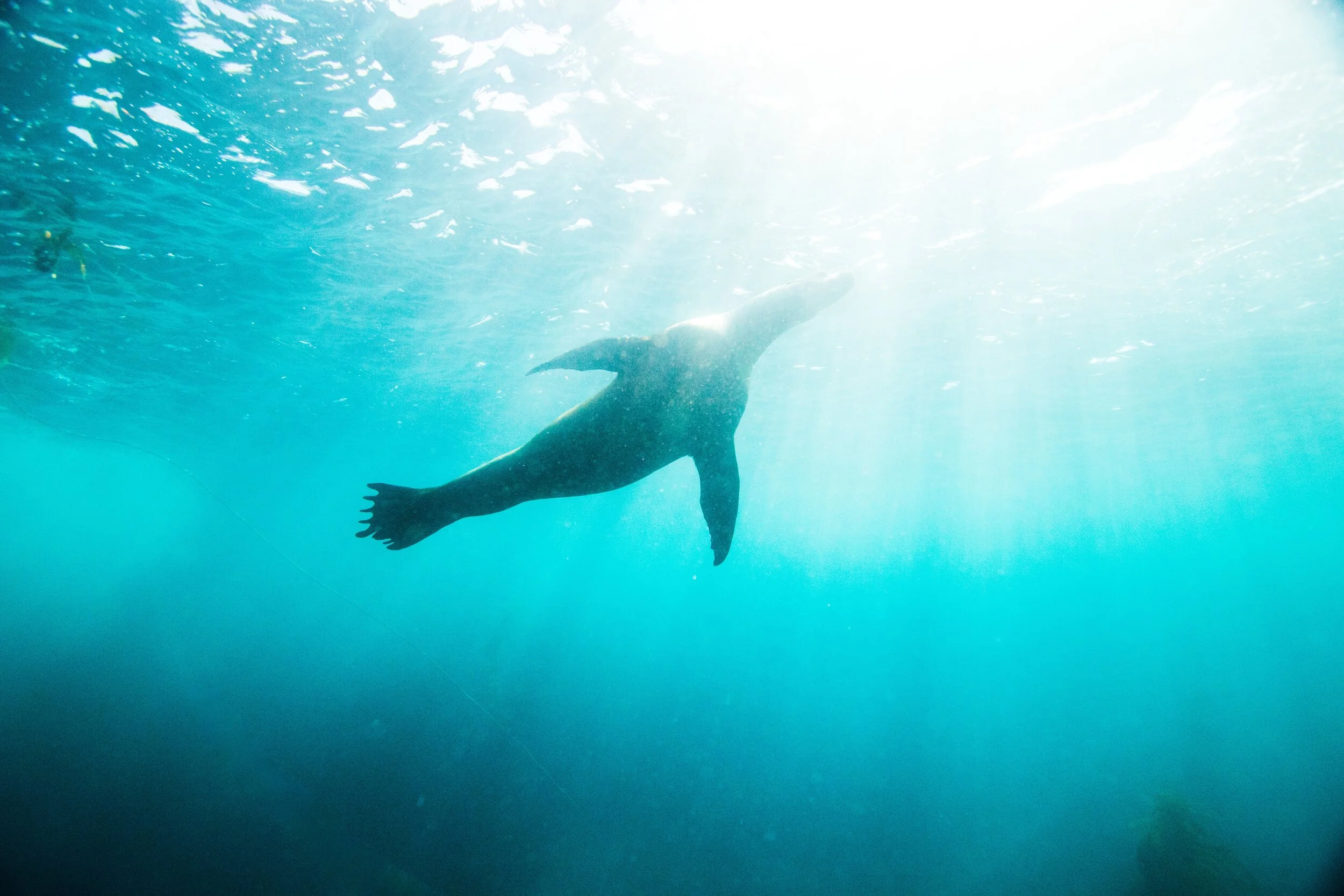 Snorkel with Seals & Sea Dragons