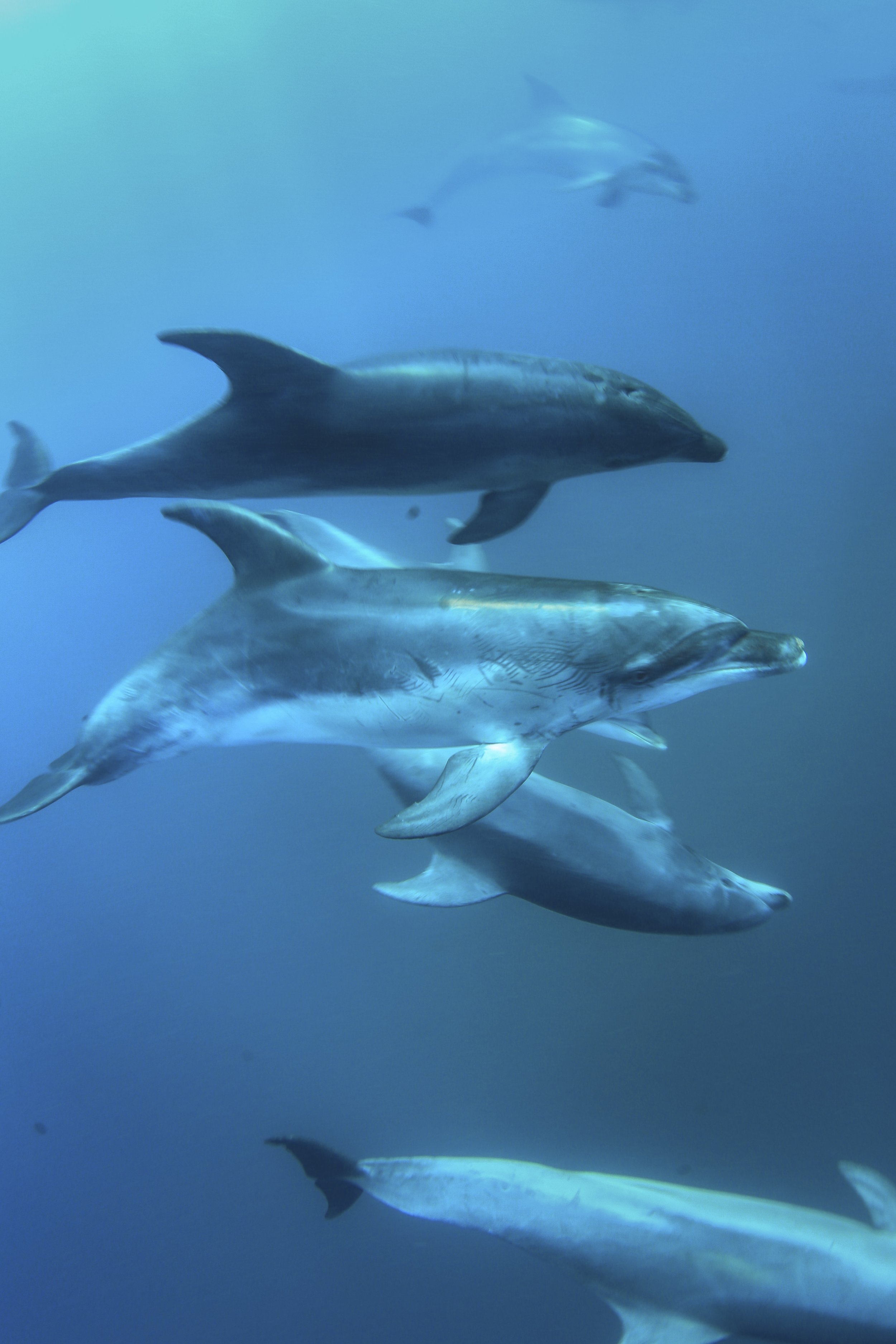 Dolphin Icon photo.jpg