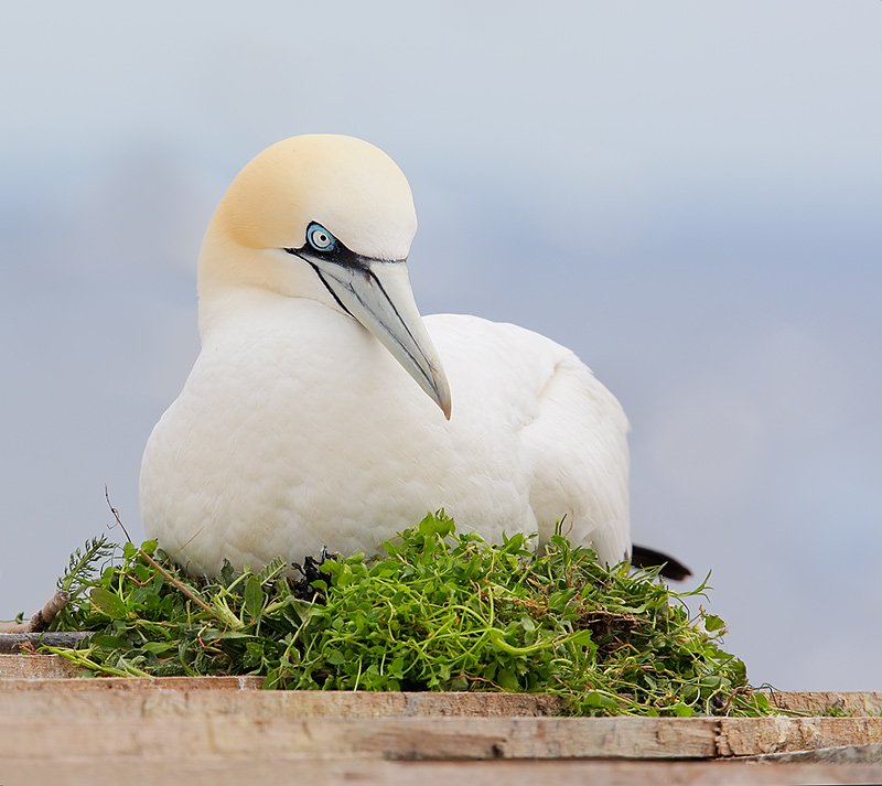 gannets.JPG