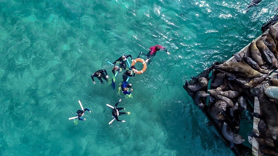 seal swim2.jpeg