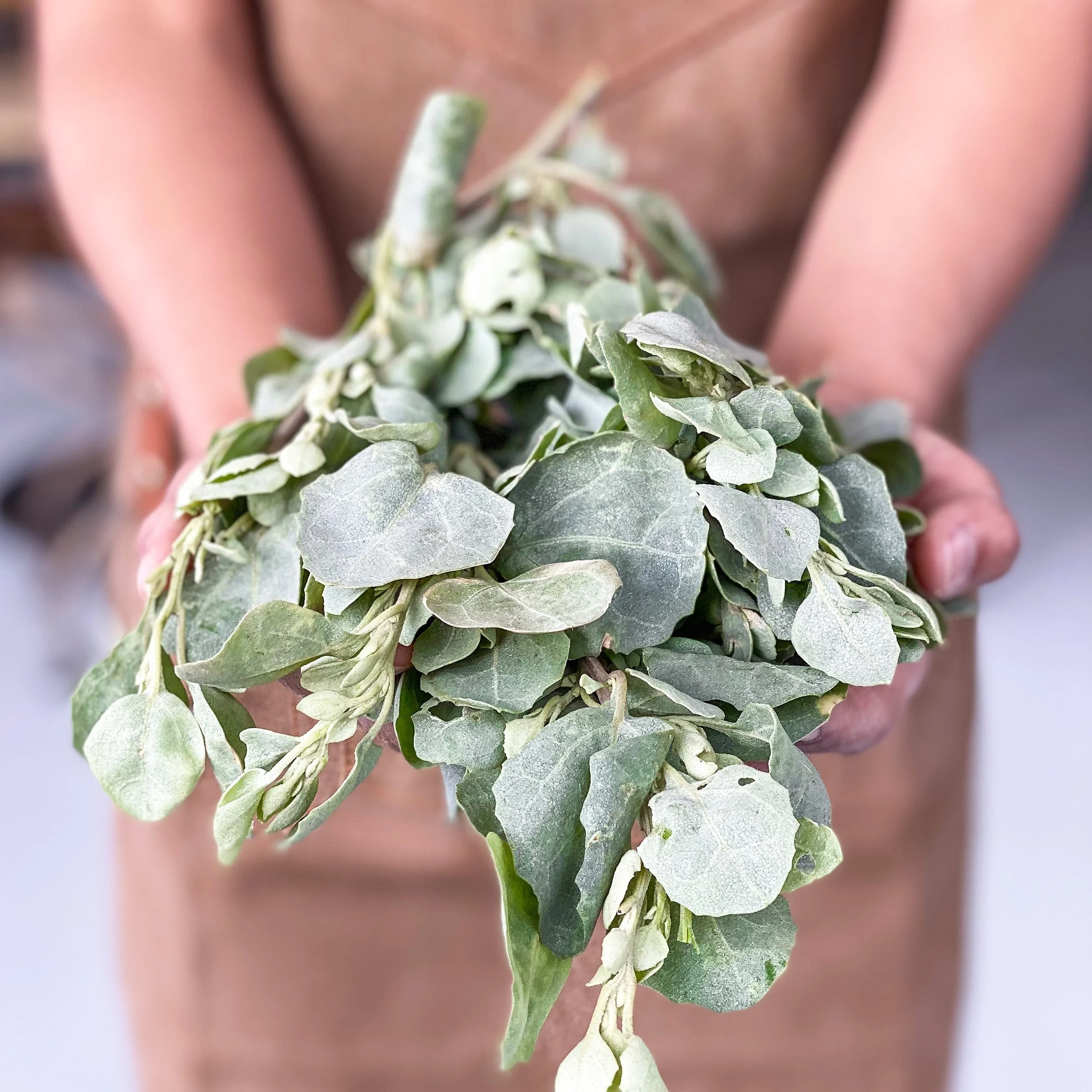 Old Mans SaltBush.jpeg