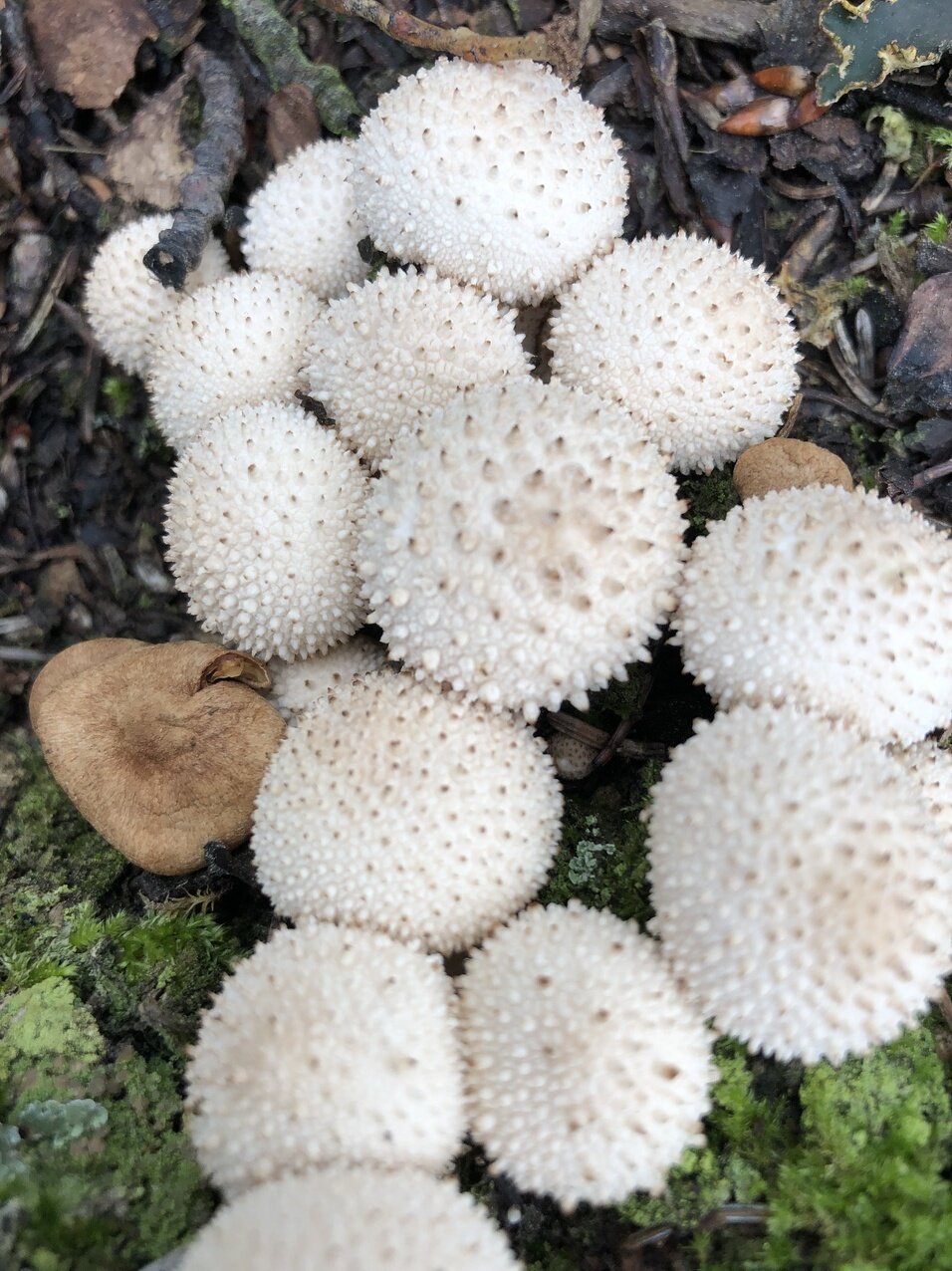 puffballs2.jpeg