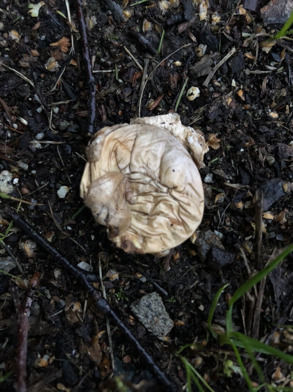 squashed puffball.jpeg