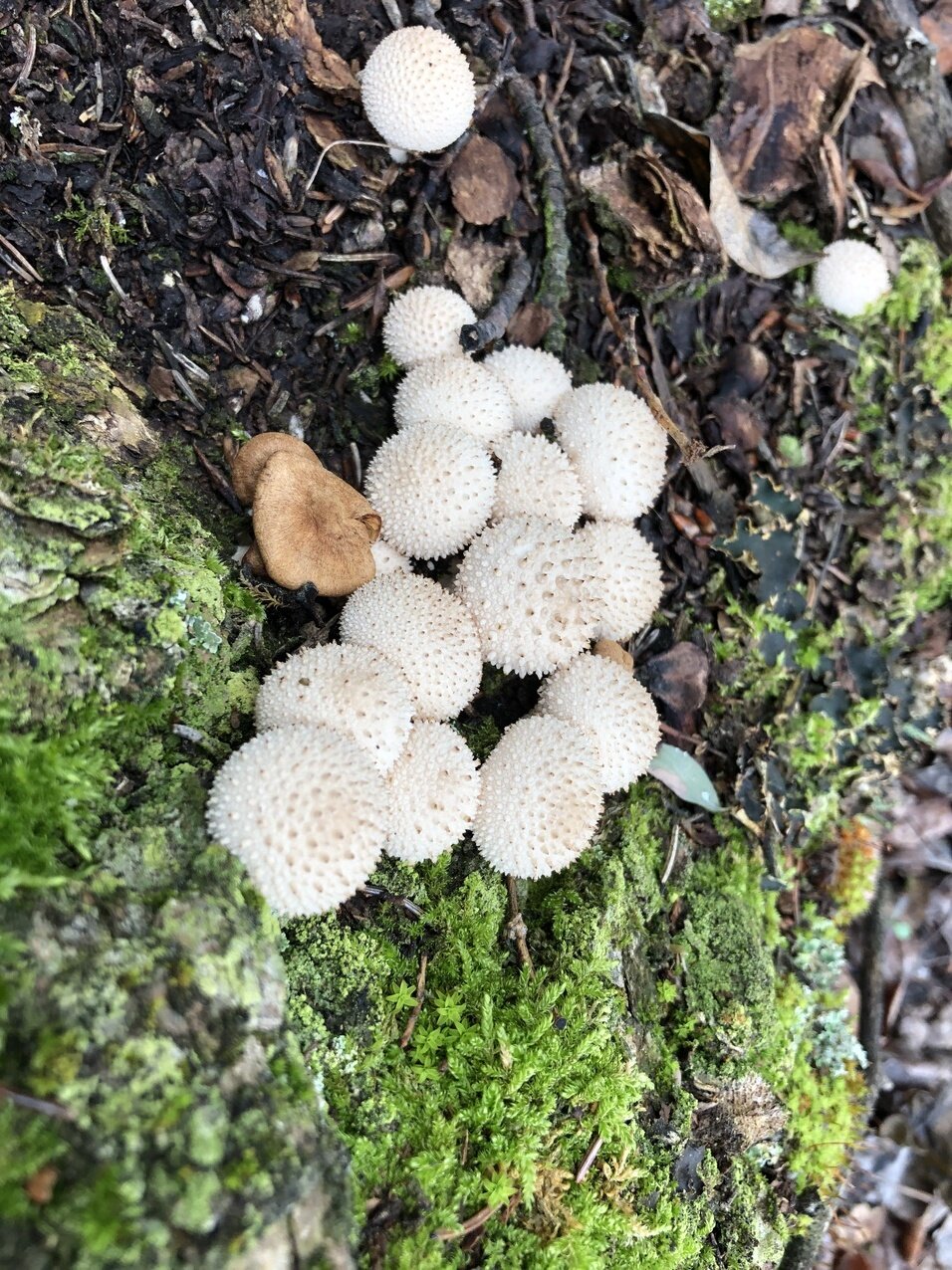 puffballs1.jpeg