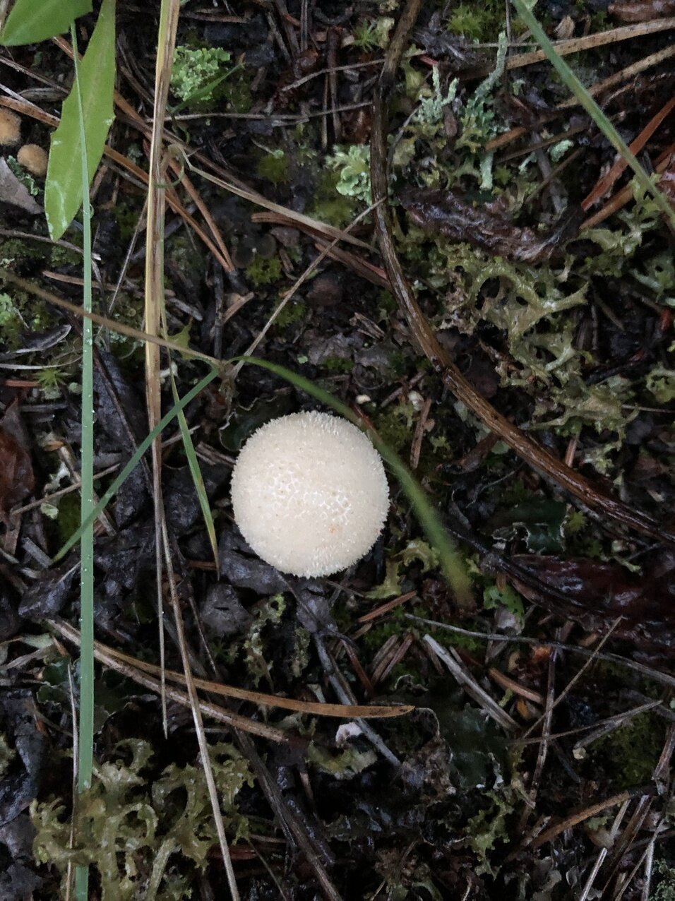 puffball.jpeg