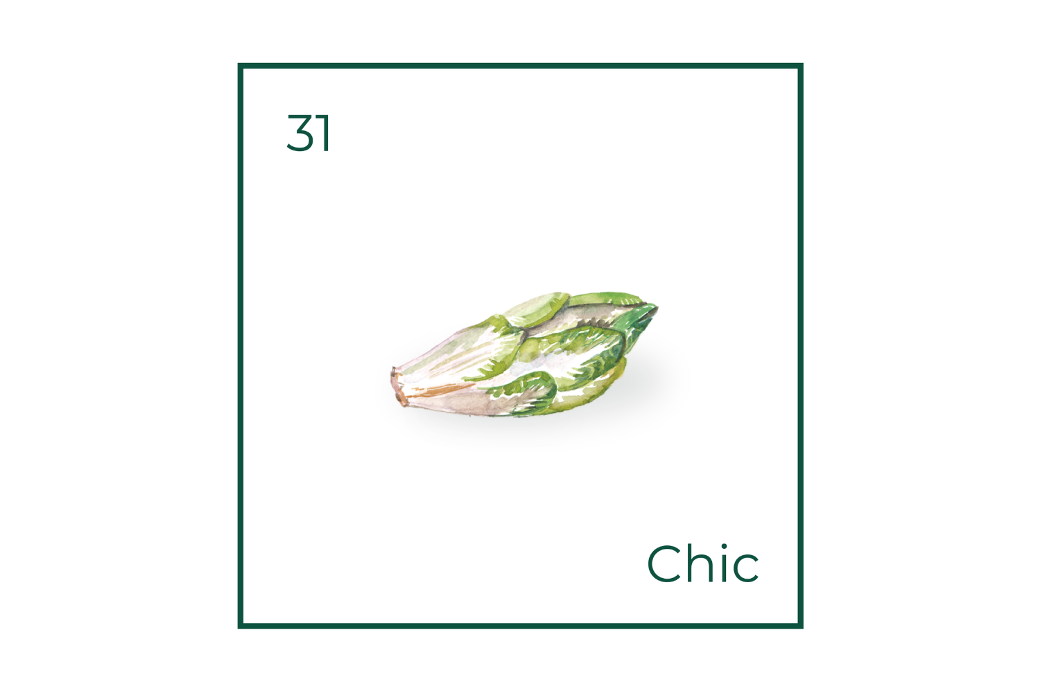 Chicory BANNER.png