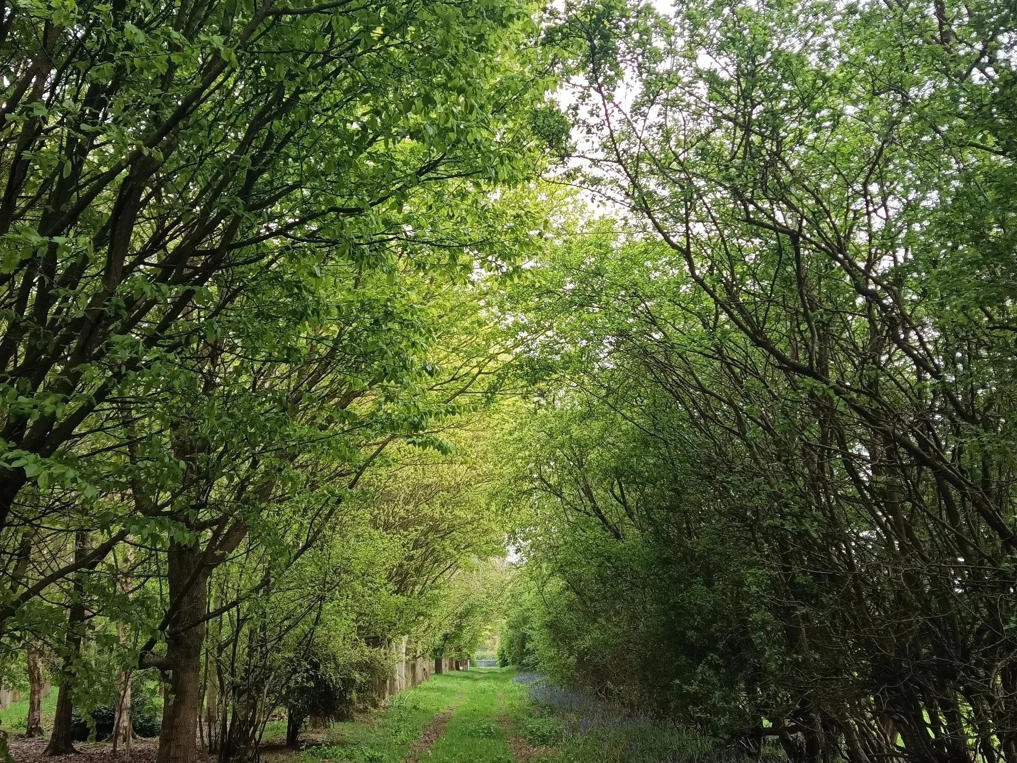 Woodland walk for team building days in rural Northamptonshire