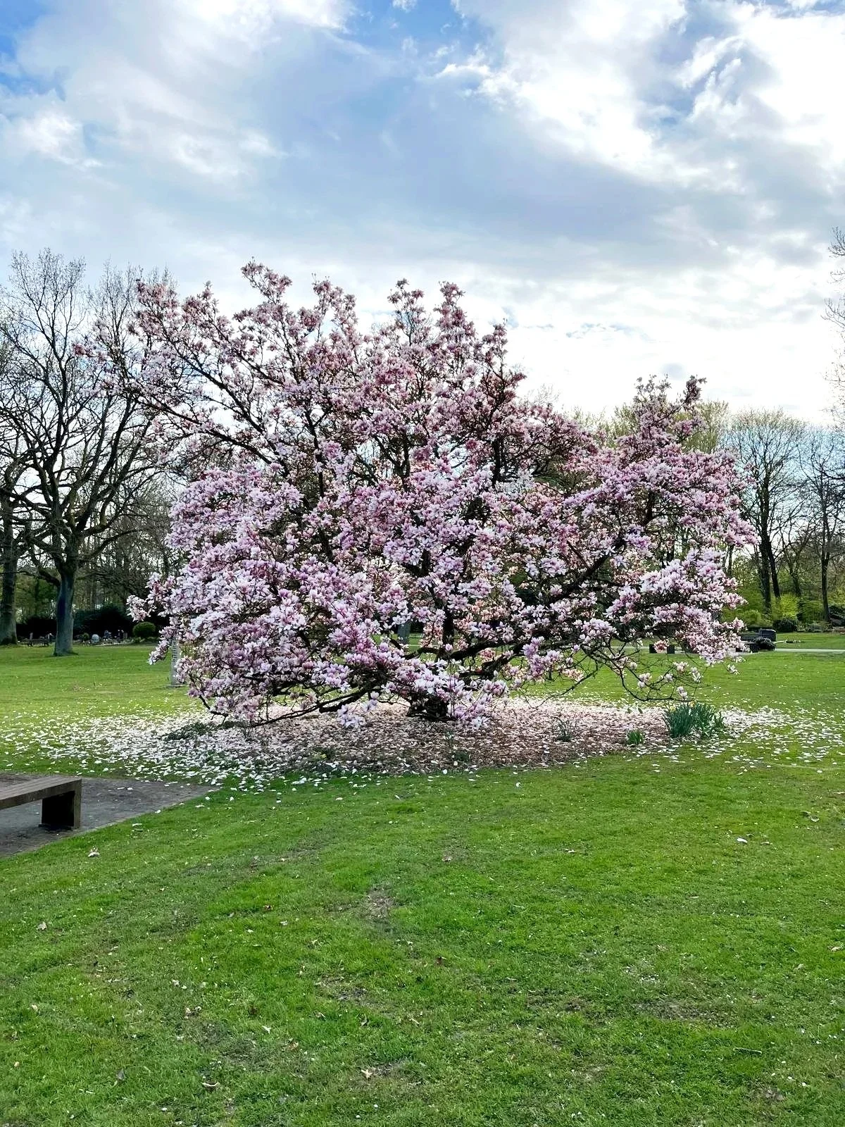 Hauptfriedhof Witten Pferdebachstraße zeigt eine blühende Magnolie mit rosa Blüten. Ascheverstreuung in Witten ist hier möglich.