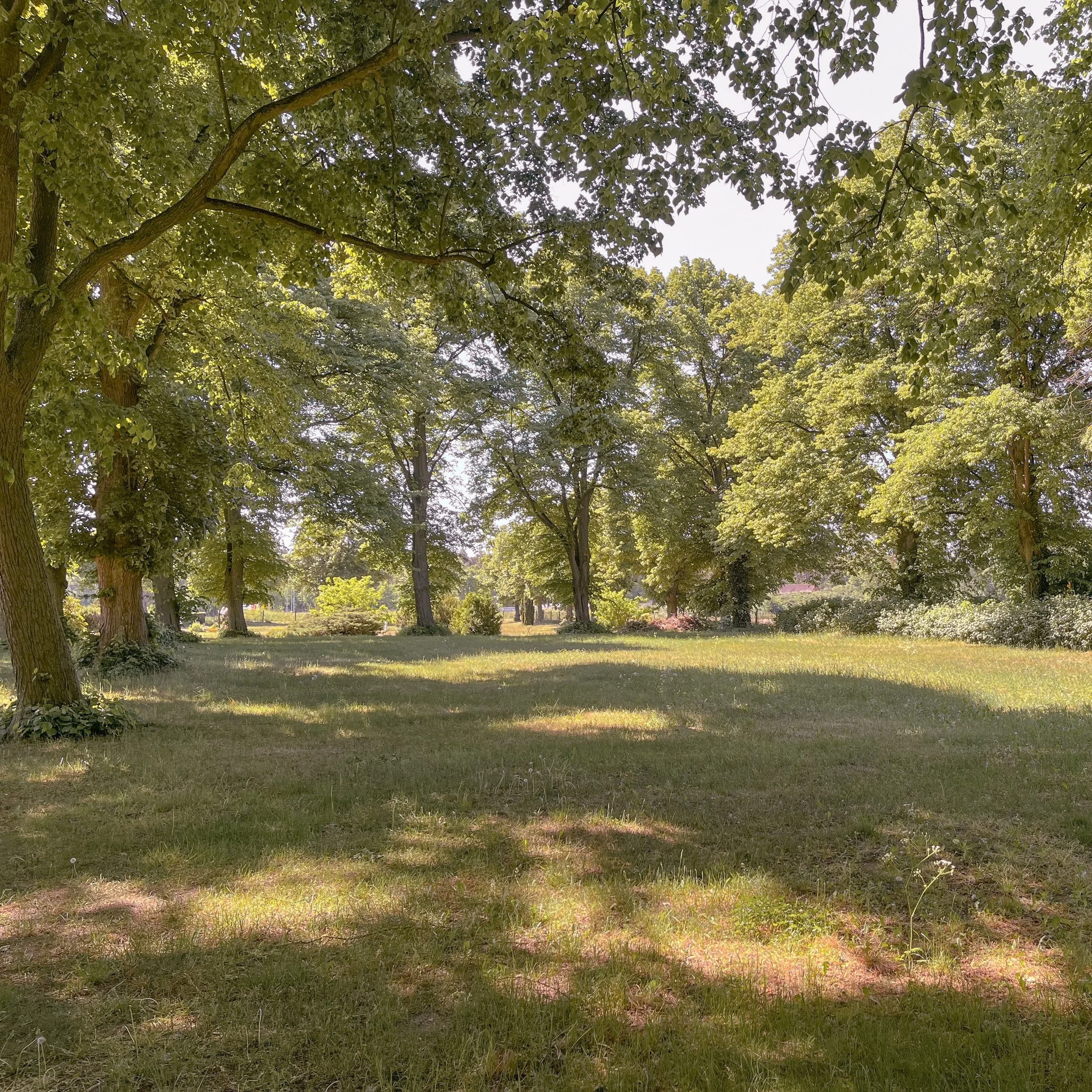 Ein grüner Park mit großen Bäumen, Sonnenlicht, das durch die Blätter scheint, und einer Rasenfläche.
