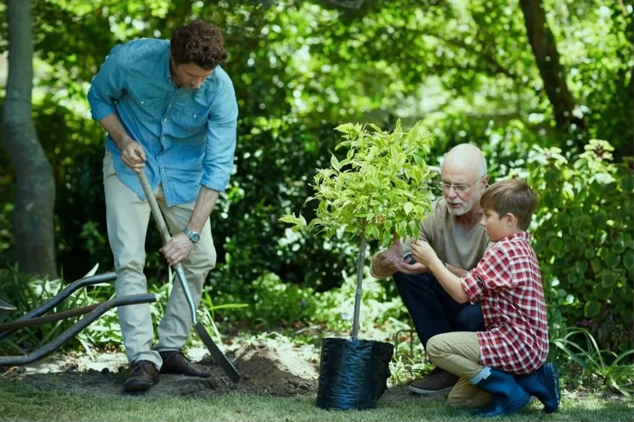 Drei Menschen pflanzen einen Baum, in dessen Erde die Asche eines Menschen ist, im Garten. Ein Mann mit blauer Jacke gräbt ein Loch, ein älterer Mann mit Brille und ein Junge in kariertem Hemd halten den Baum. Baumfrieden Beerdigungen