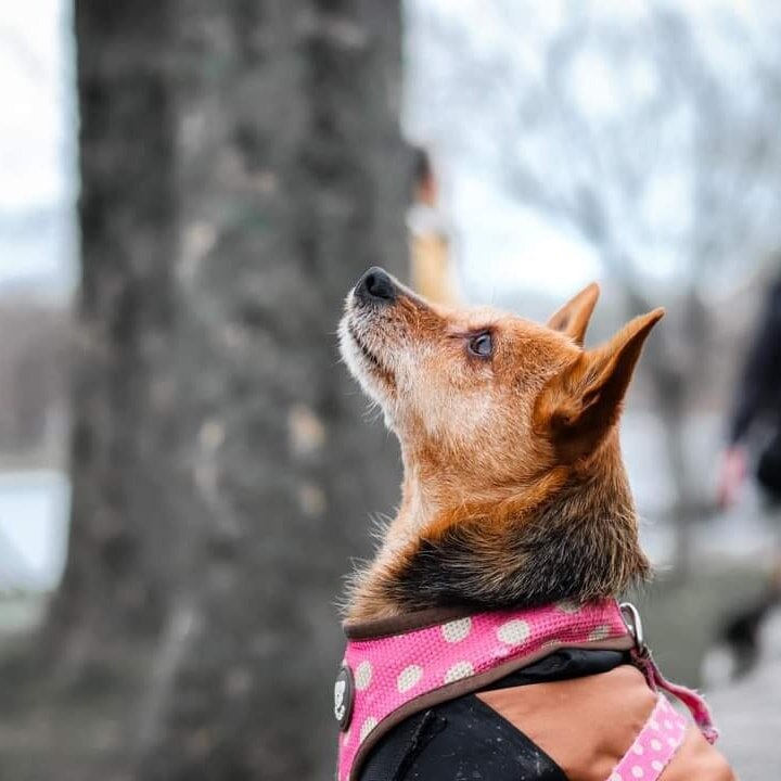 🥳 9 Ans de Sosso 🥳

Quelle bonheur de tous se retrouver pour c&eacute;l&eacute;brer l'anniversaire de notre petite mascotte 😇

C'est gr&acirc;ce &agrave; elle que l'aventure Dog Harmonie &agrave; pu d&eacute;buter il y a d&eacute;j&agrave; 3 ans e