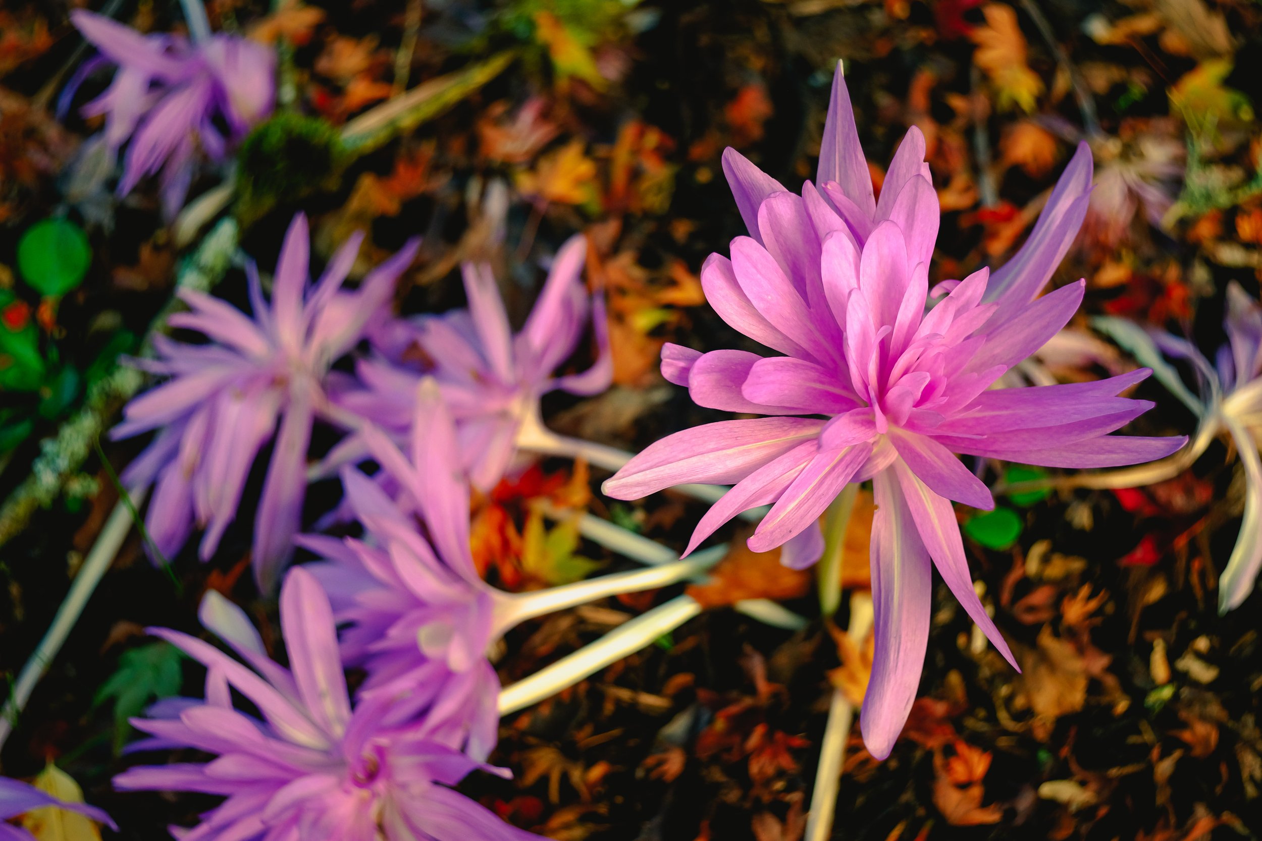 Colchicum autumnale