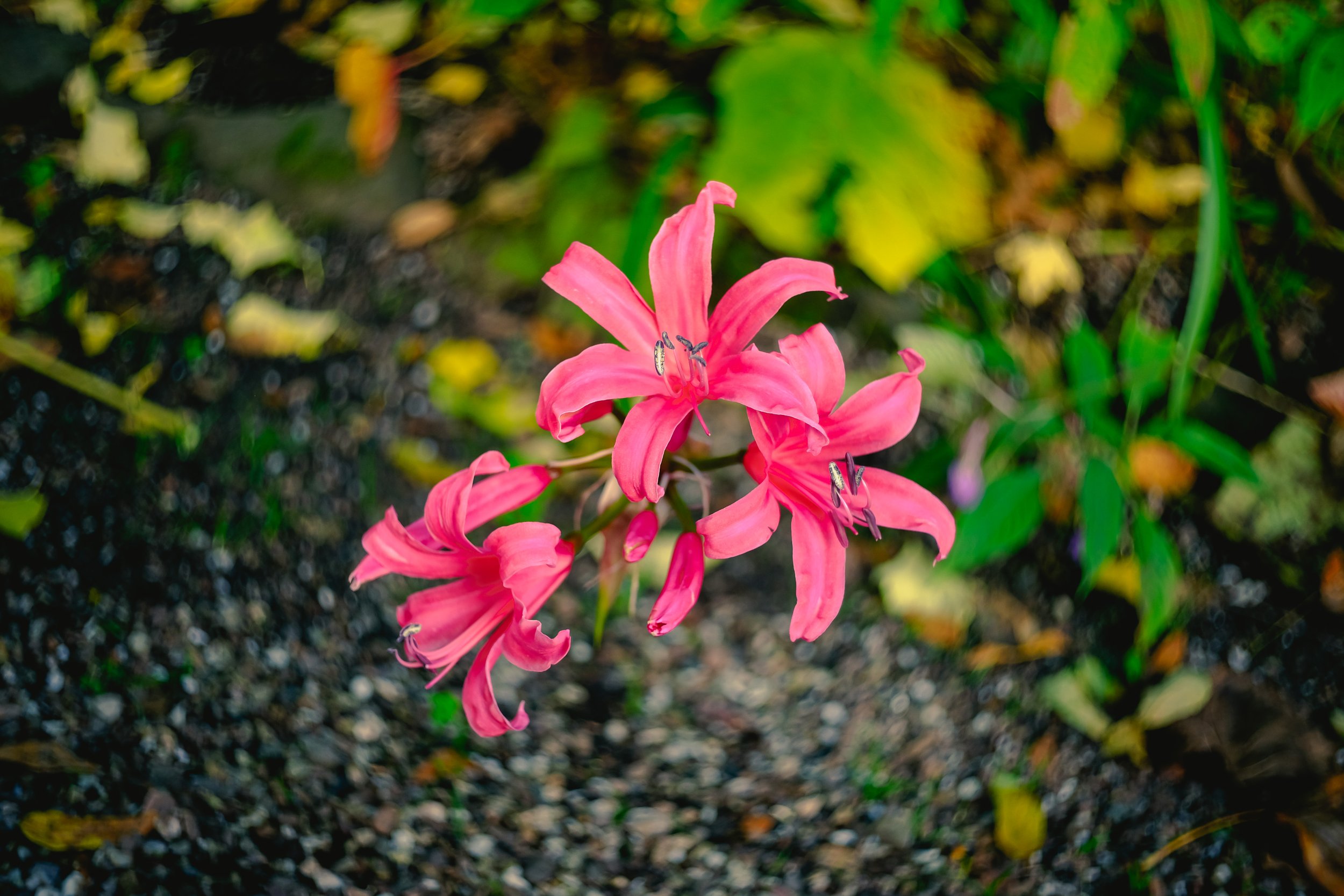 Nerine 'Zeal Giant'