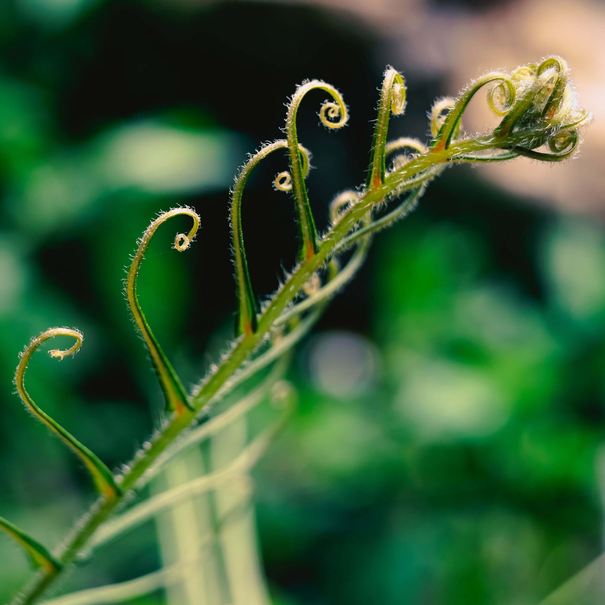 Brainea insignis
