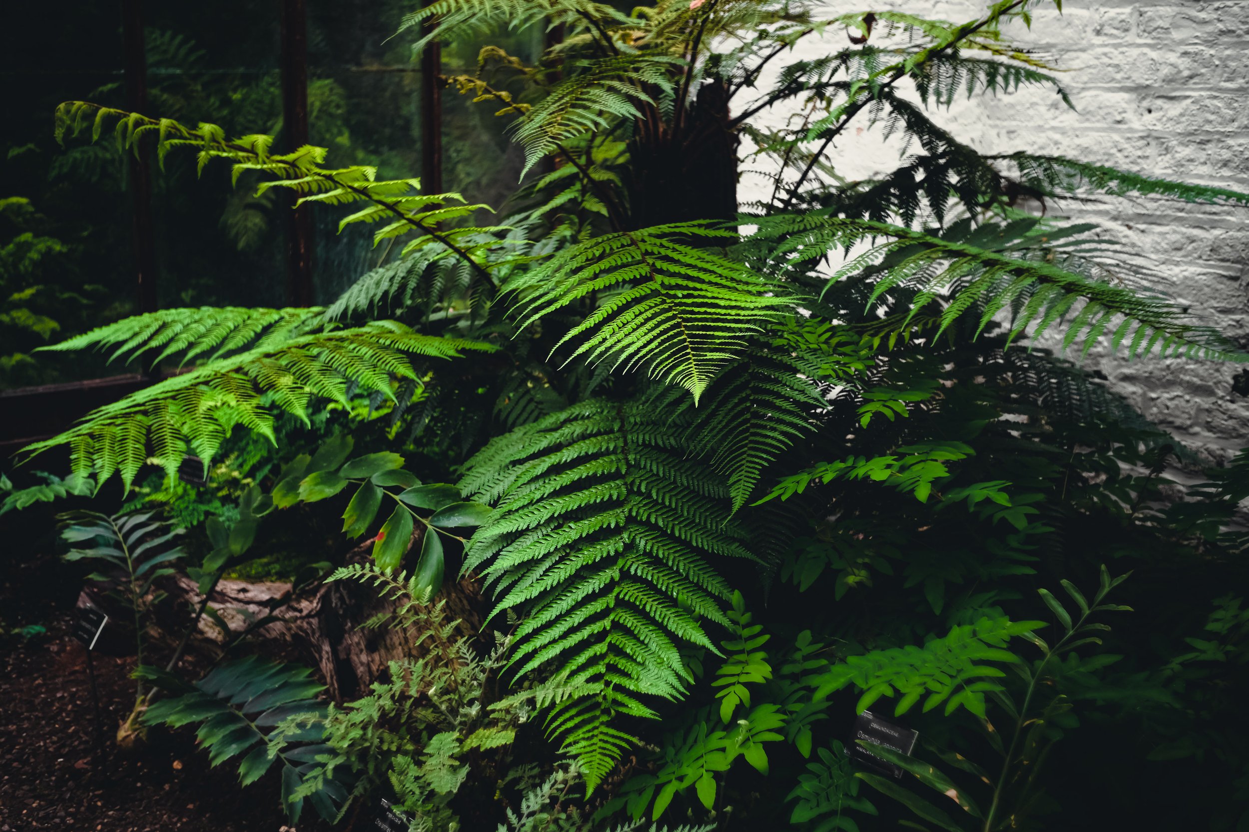 Dryopteris namegatae & Osmunda japonica