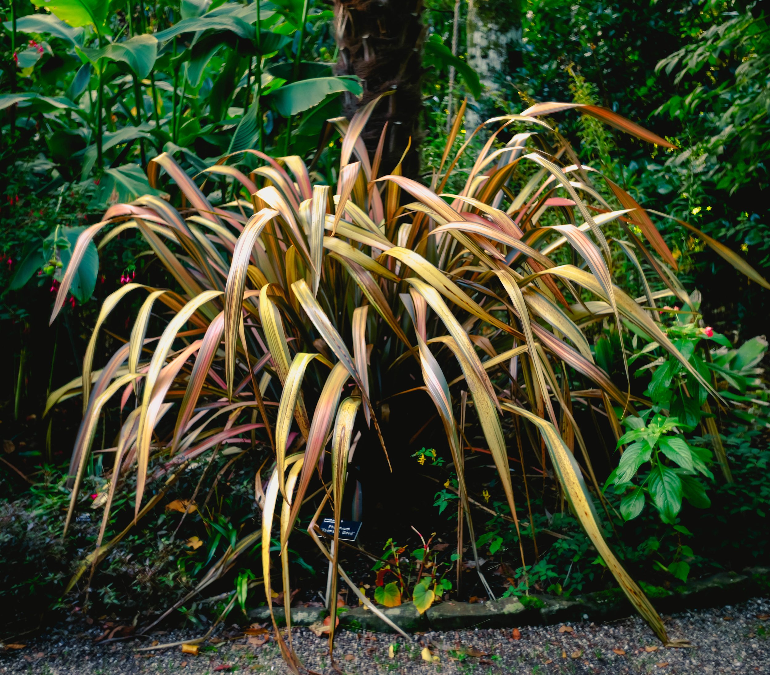 Phormium 'Crimson Devil'