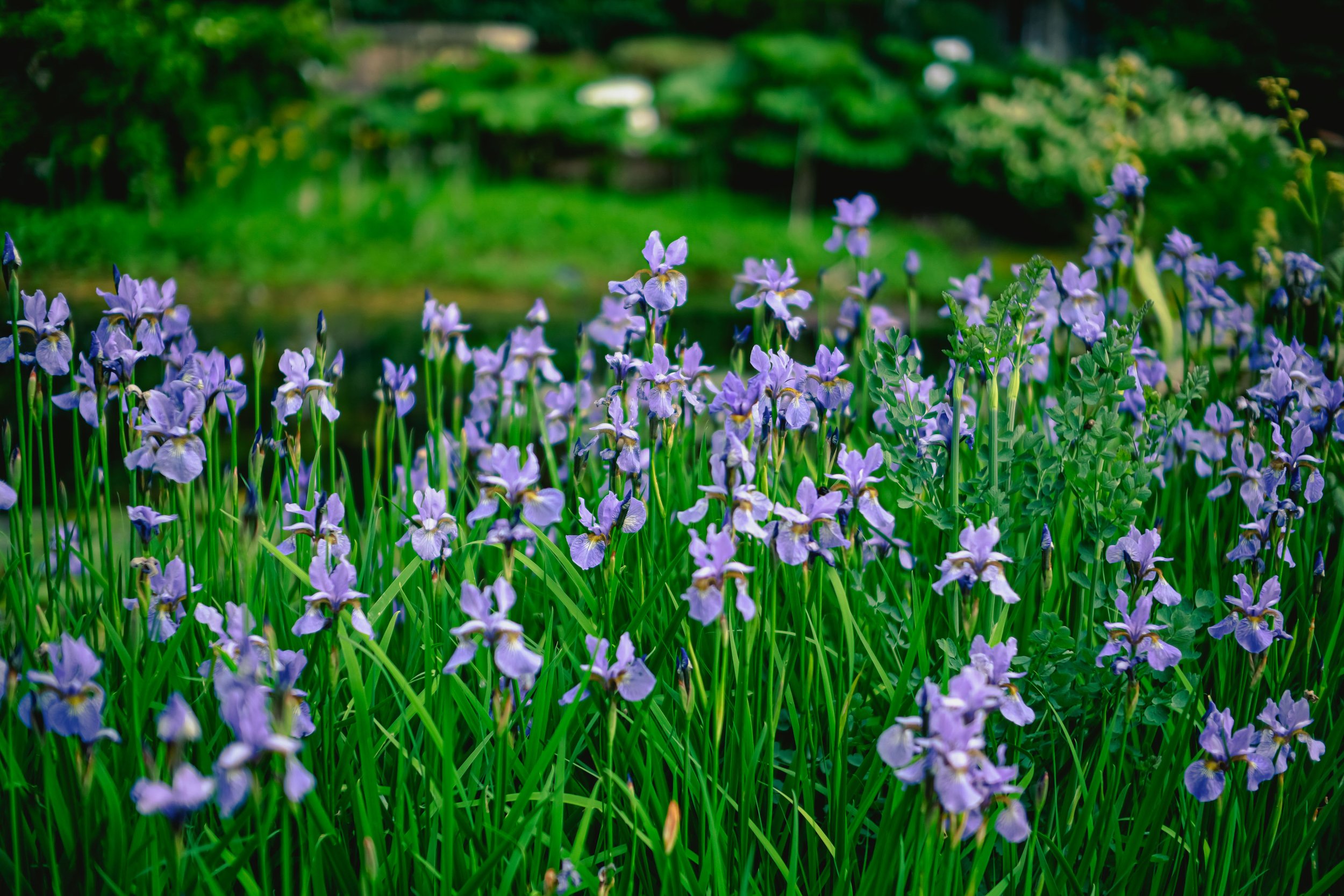 Iris sibirica