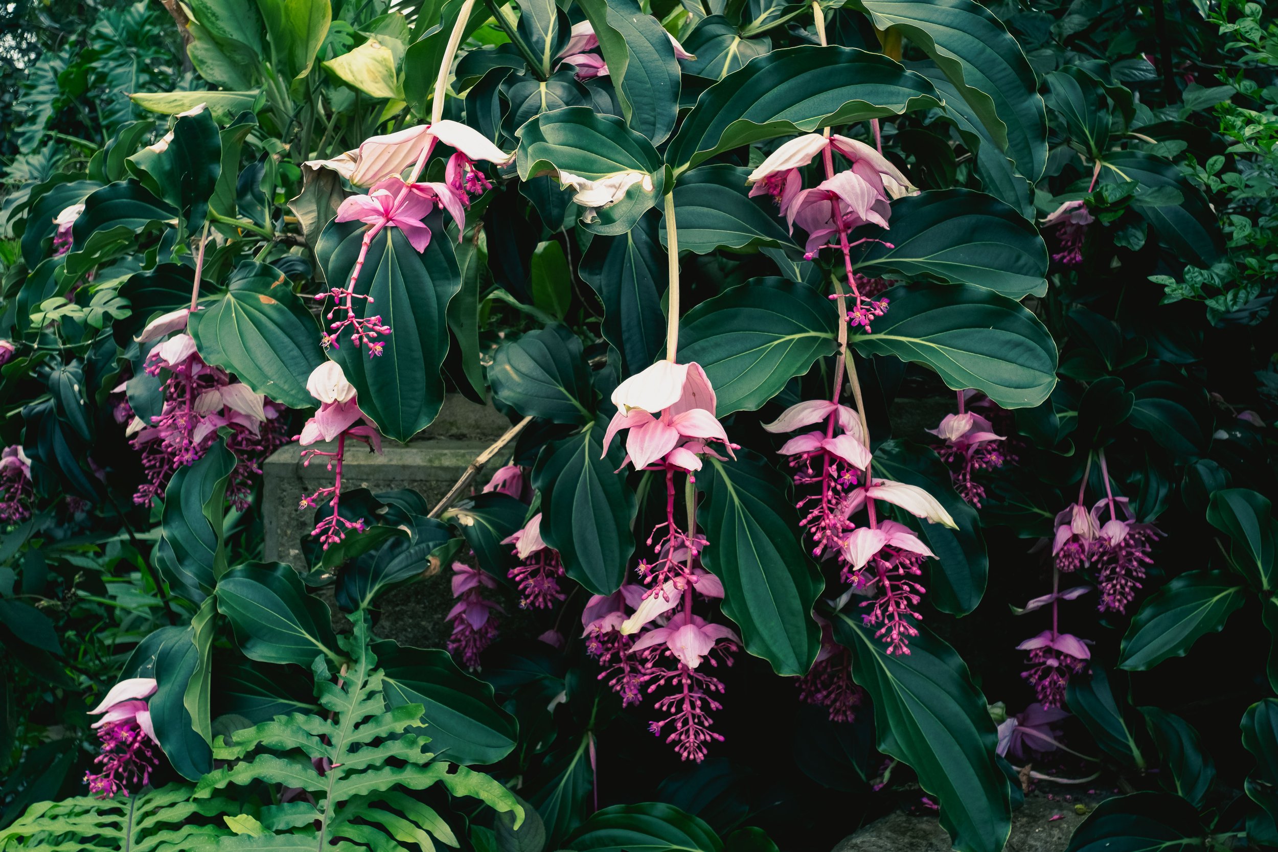 Medinilla magnifica