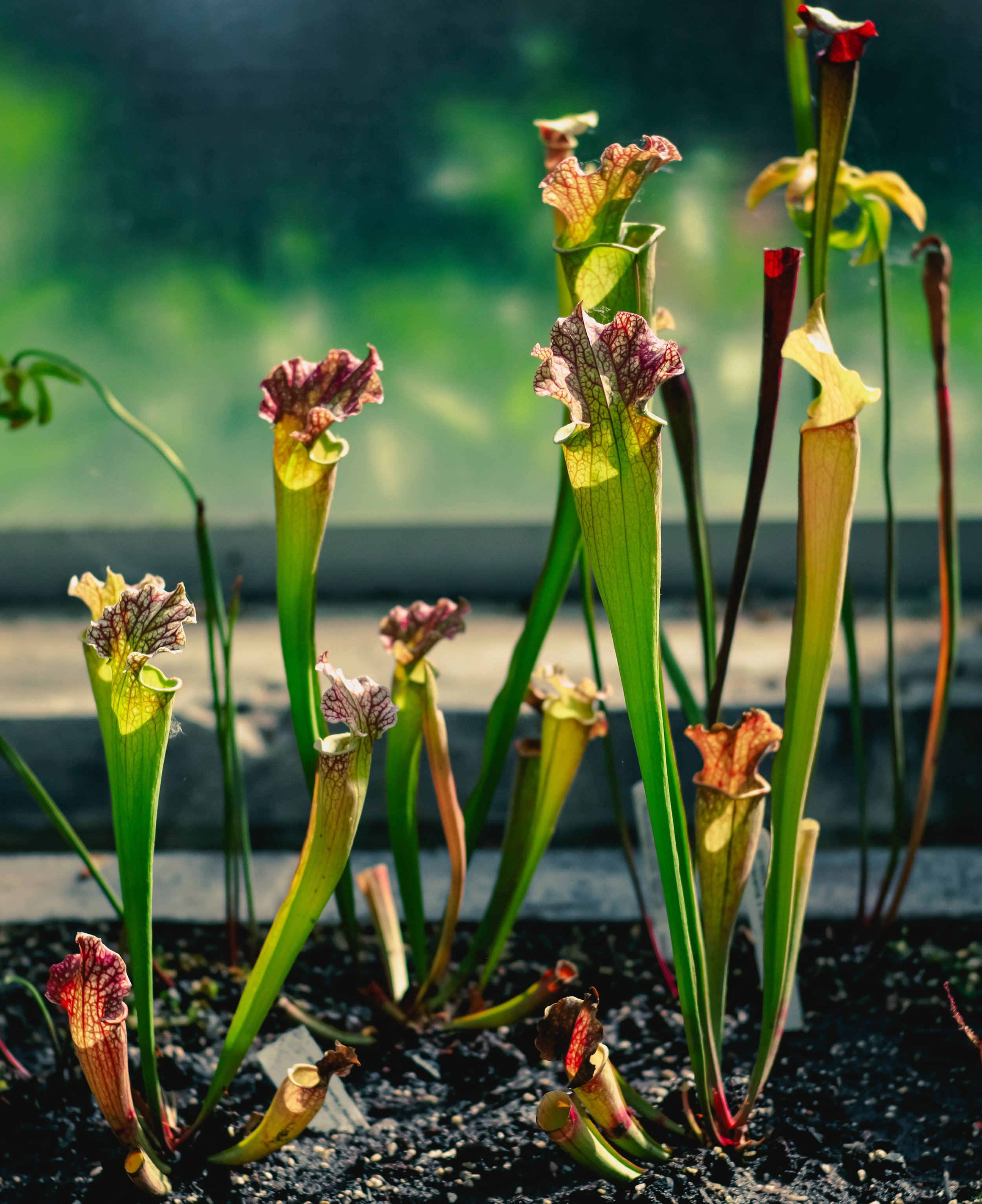 Sarracenia leucophylla