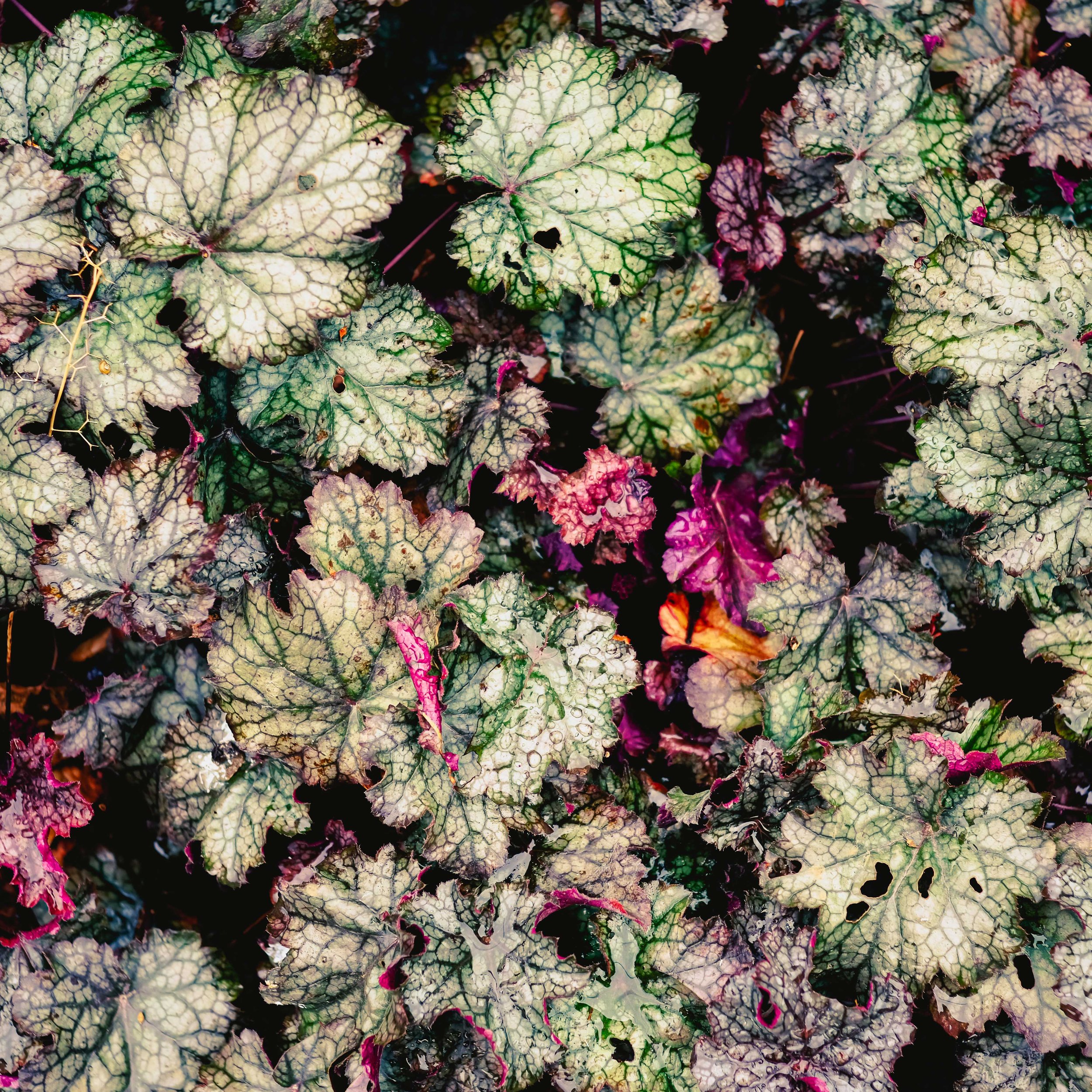 Heuchera americana