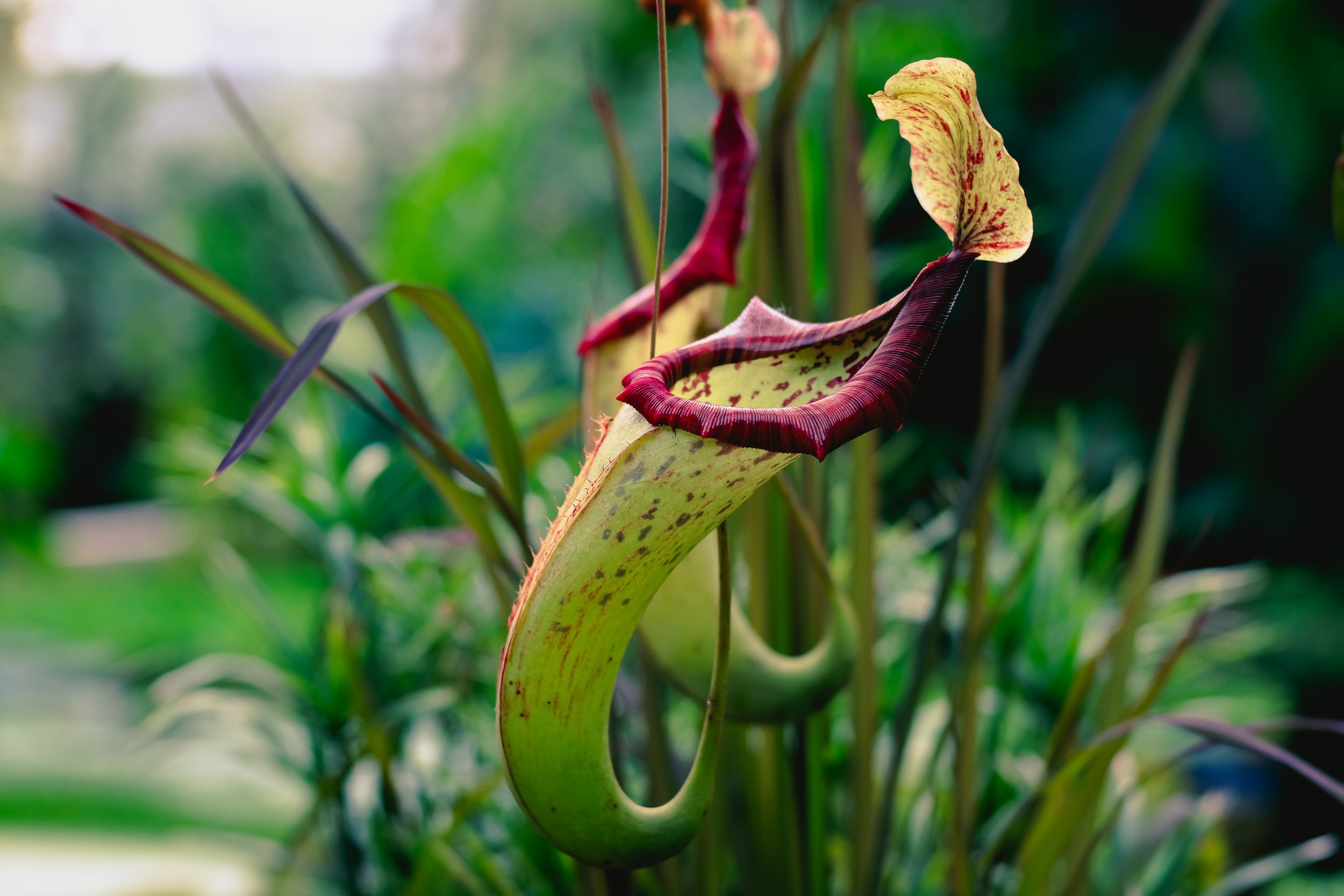 Nepenthes veitchii