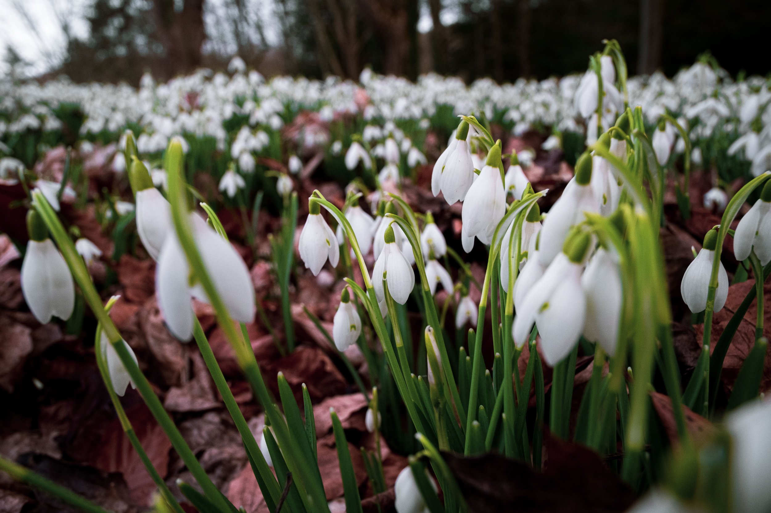 Galanthus plicatus 'S. Arnott'