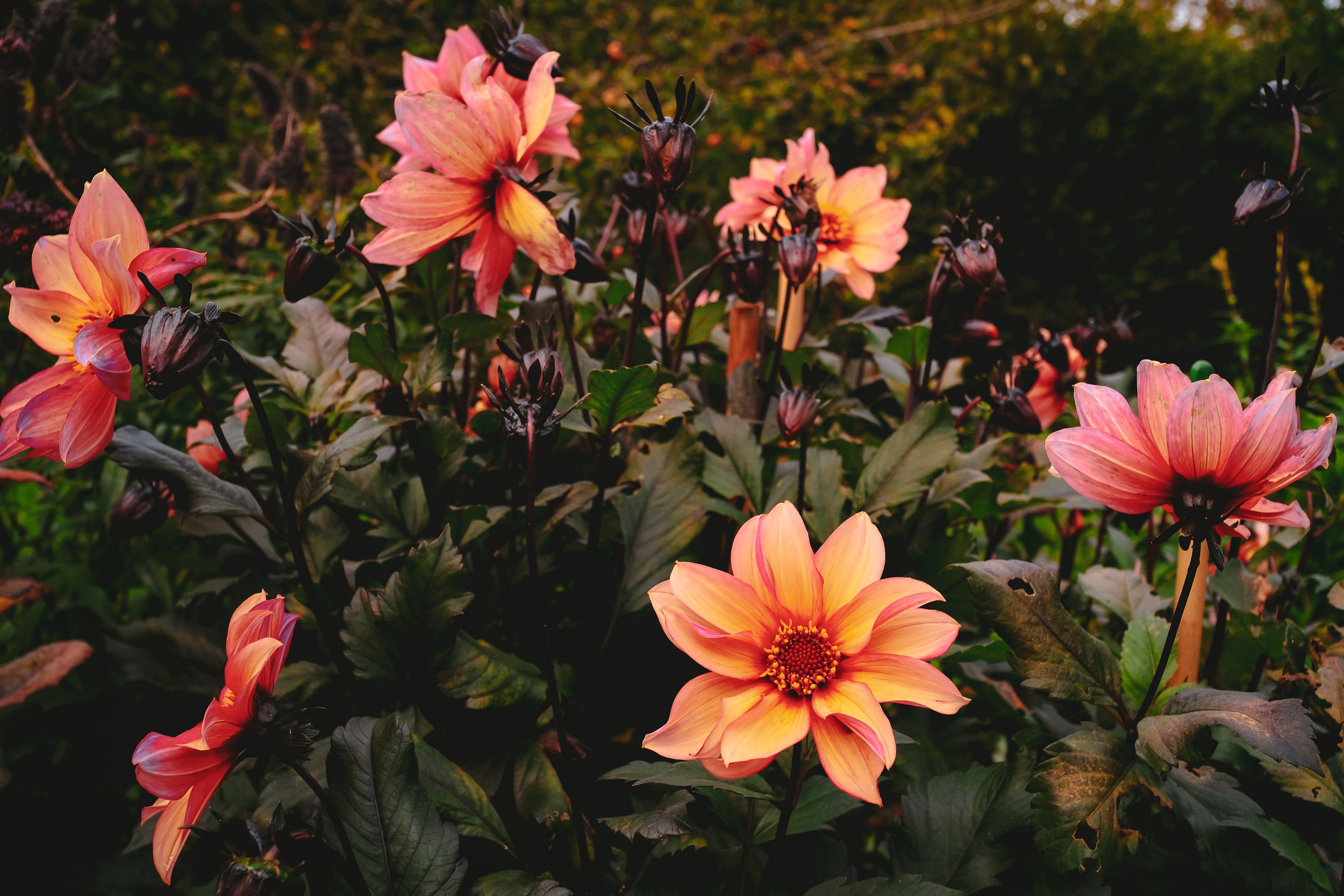 Dahlia 'Waltzing Mathilda'