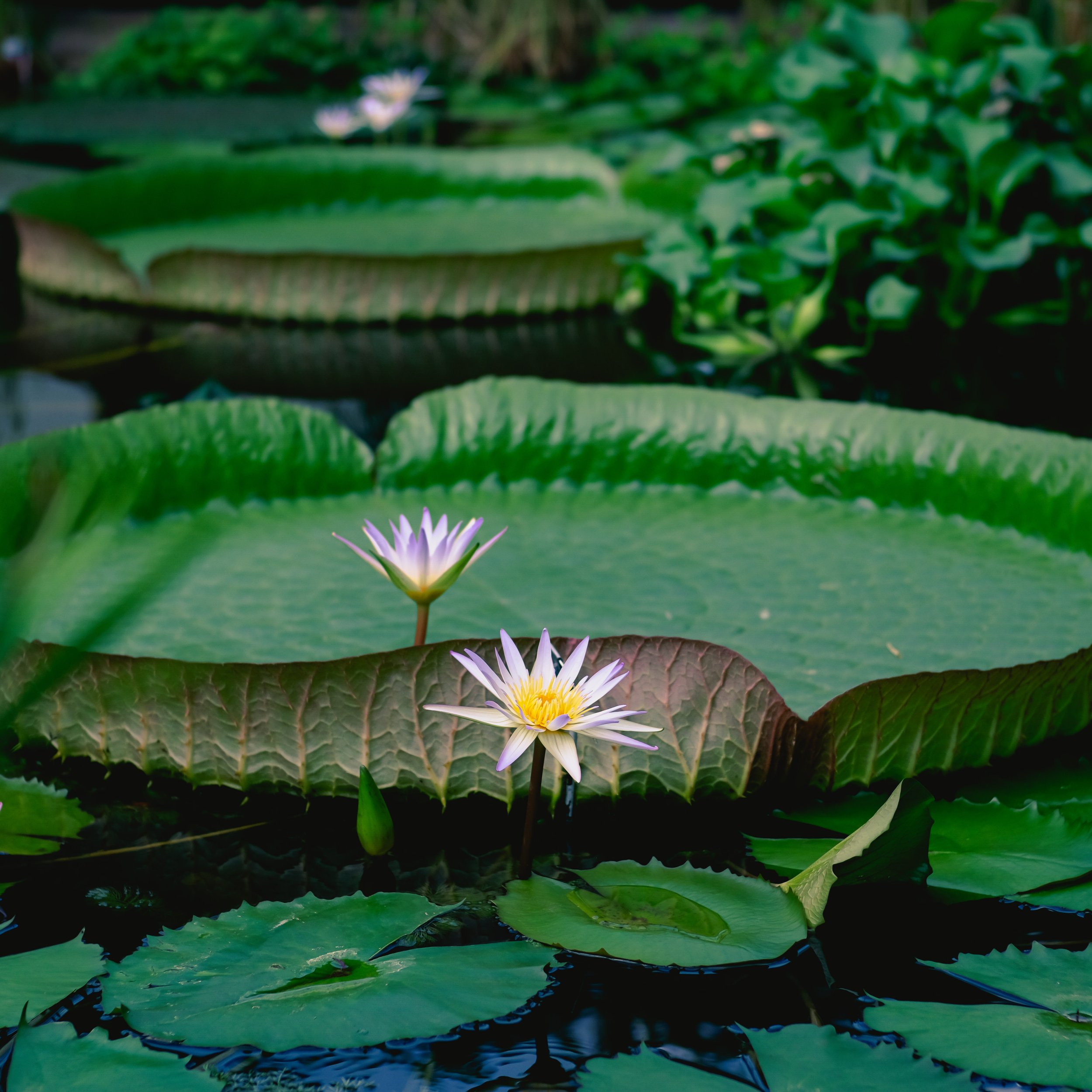Nymphaea 'Midnight'